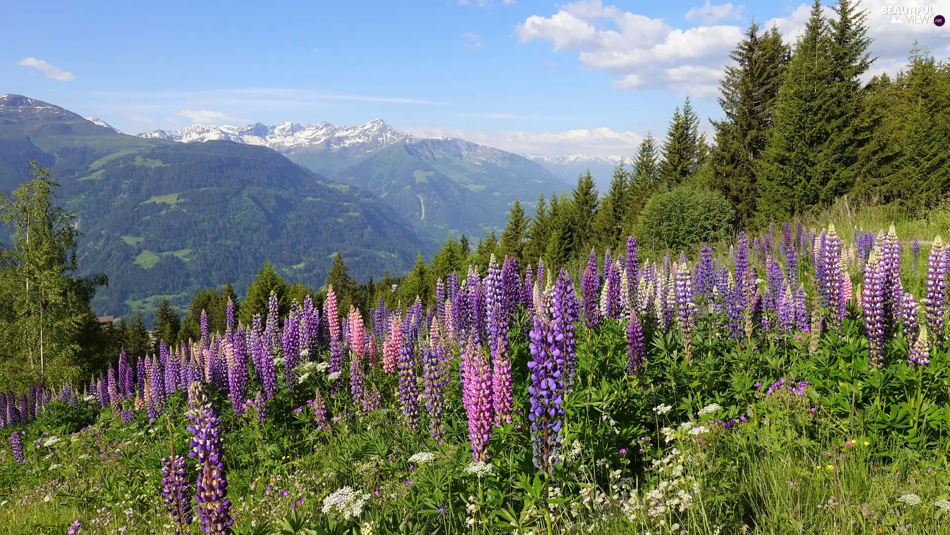 Hill, Flowers, viewes, lupine, Meadow, trees, Mountains