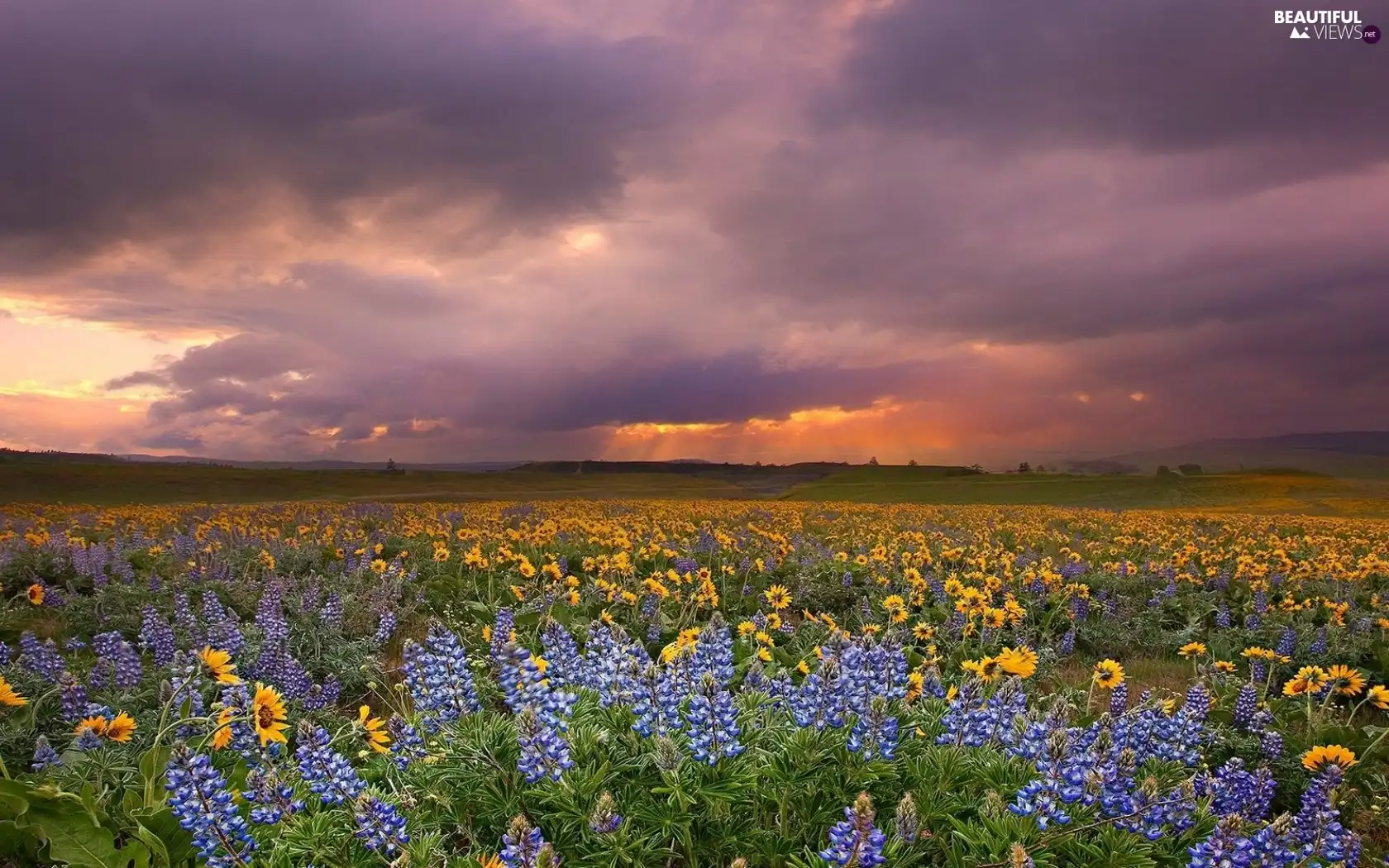 west, Nice sunflowers, lupine, sun