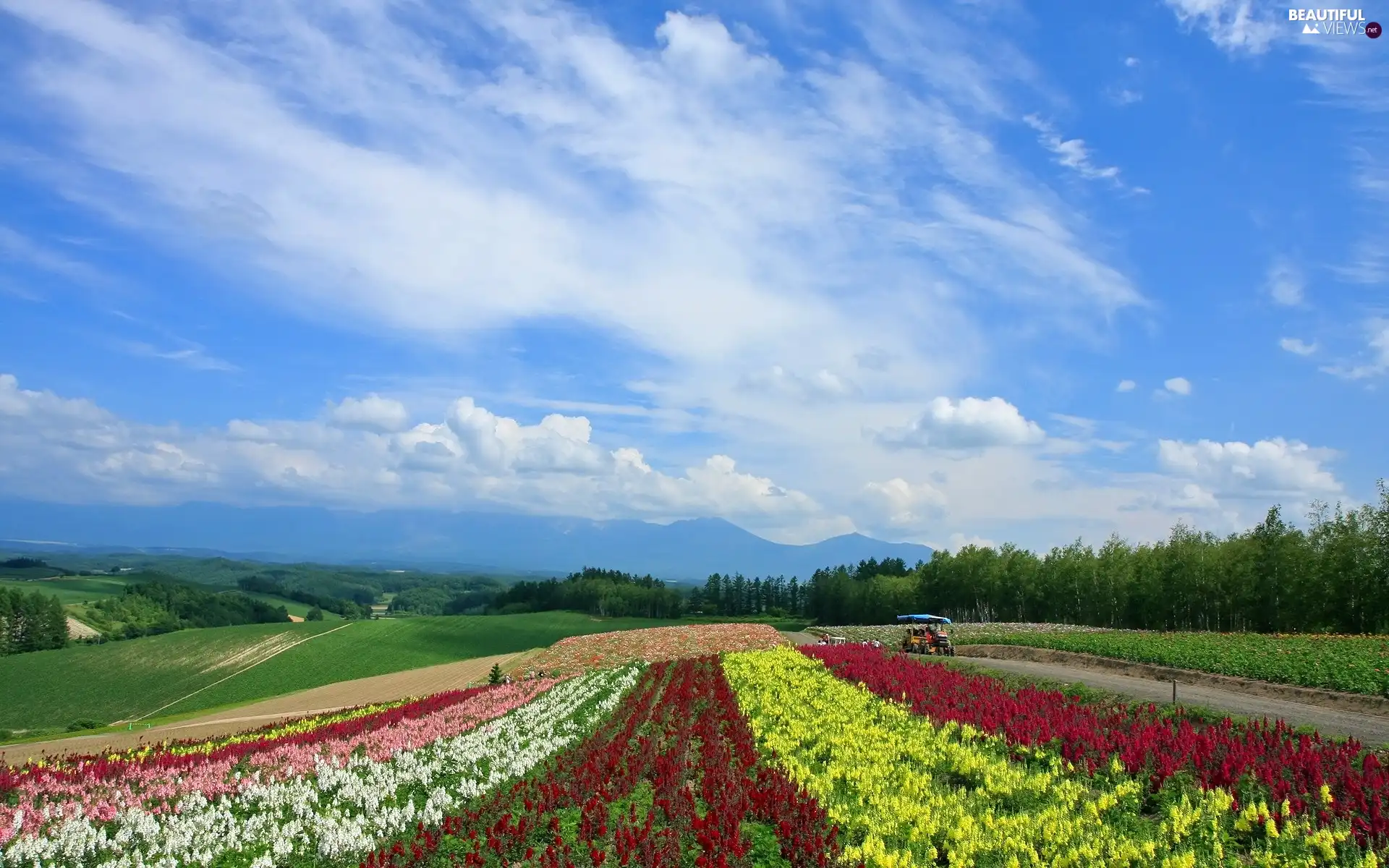 machines, Equipment, Flowers, Way, field