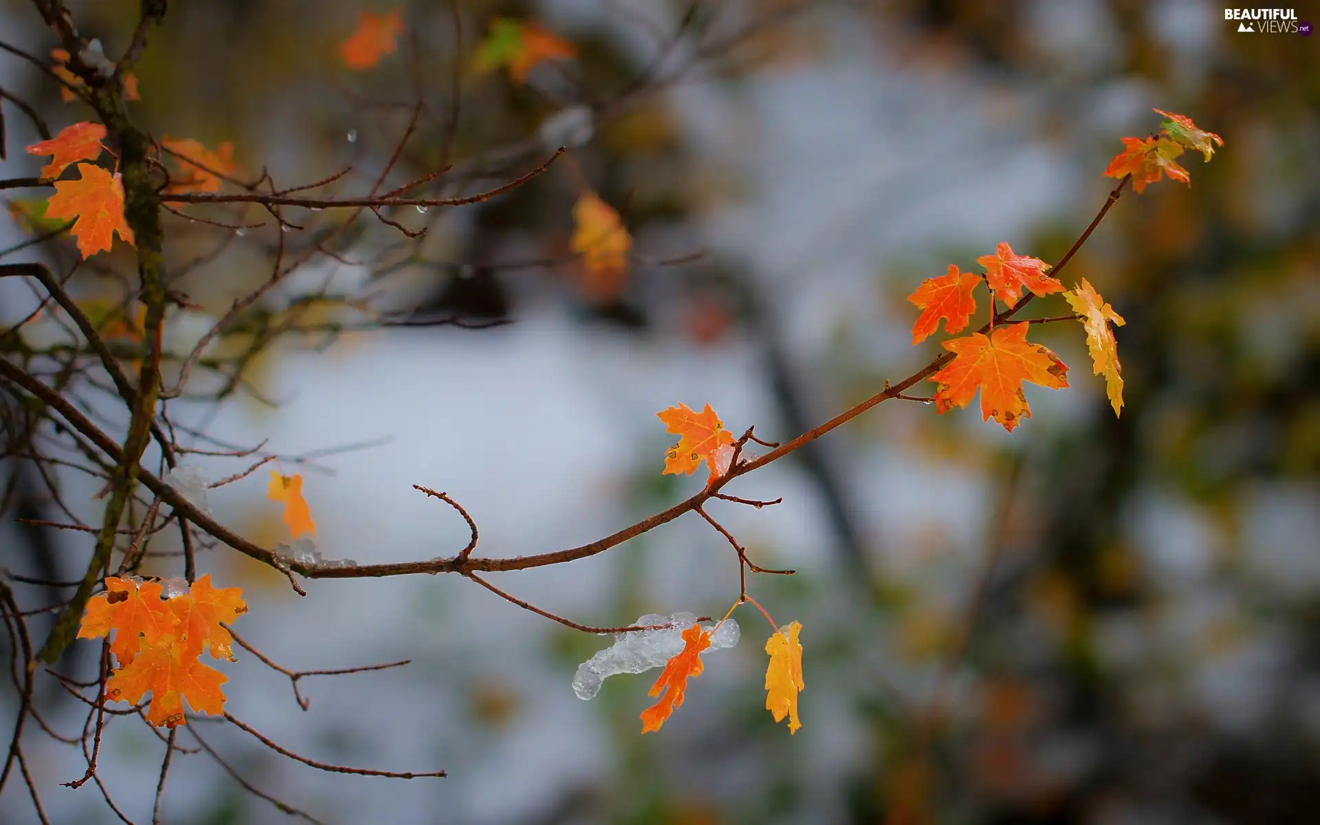 twig, trees, maple, autumn, leaves, viewes