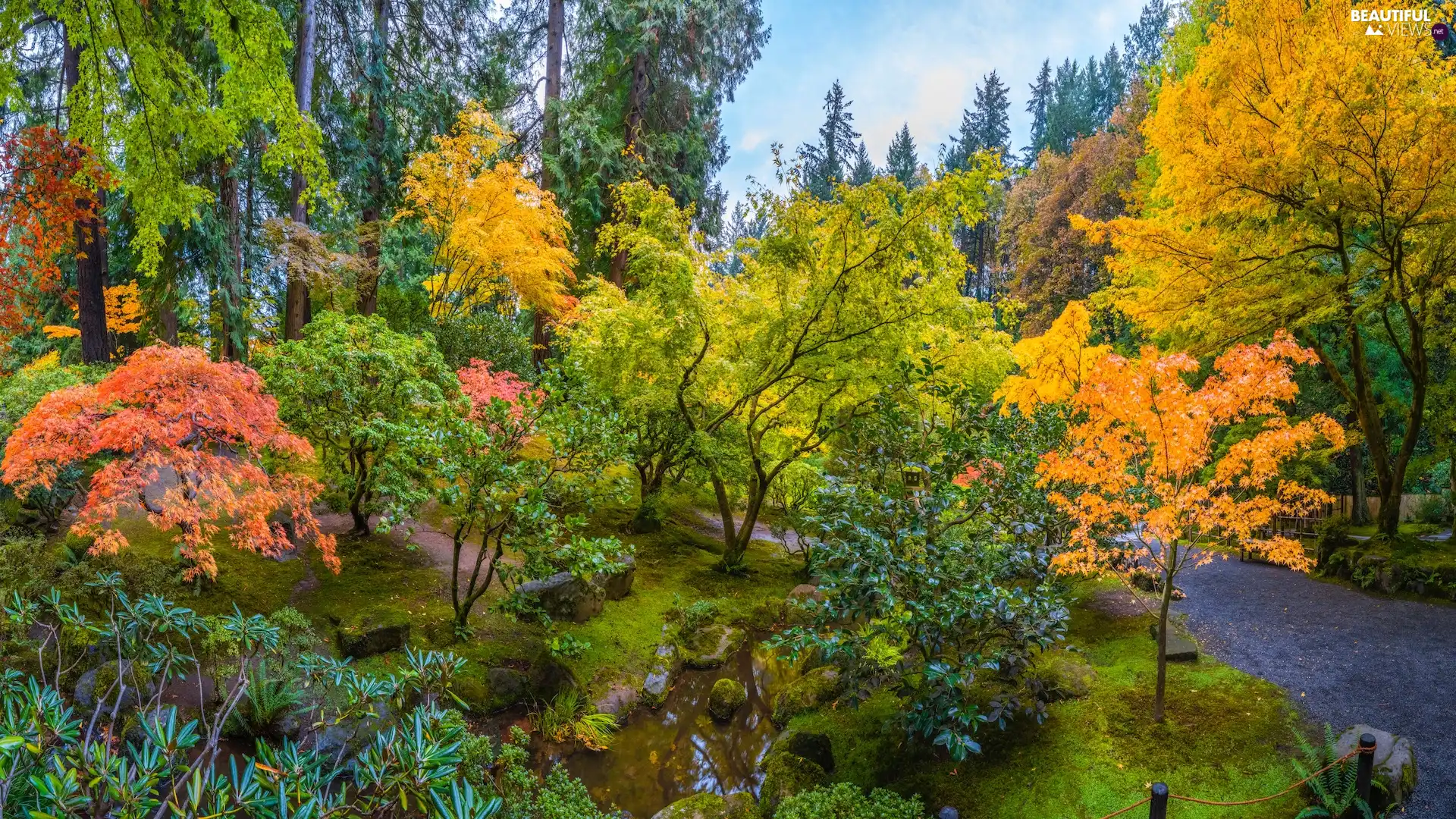 viewes, Japanese Garden, maple, autumn, color, trees