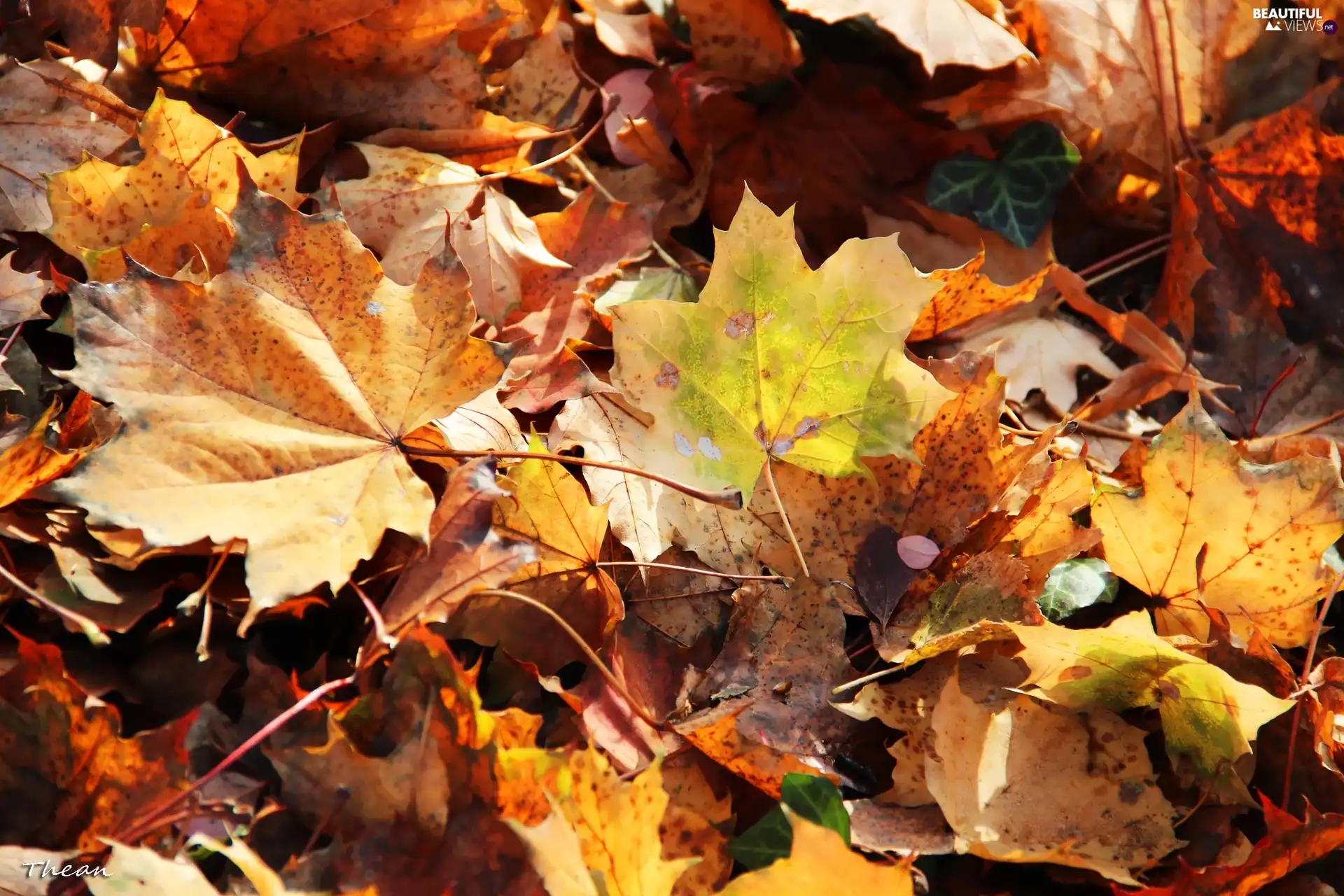 maple, Autumn, Leaf