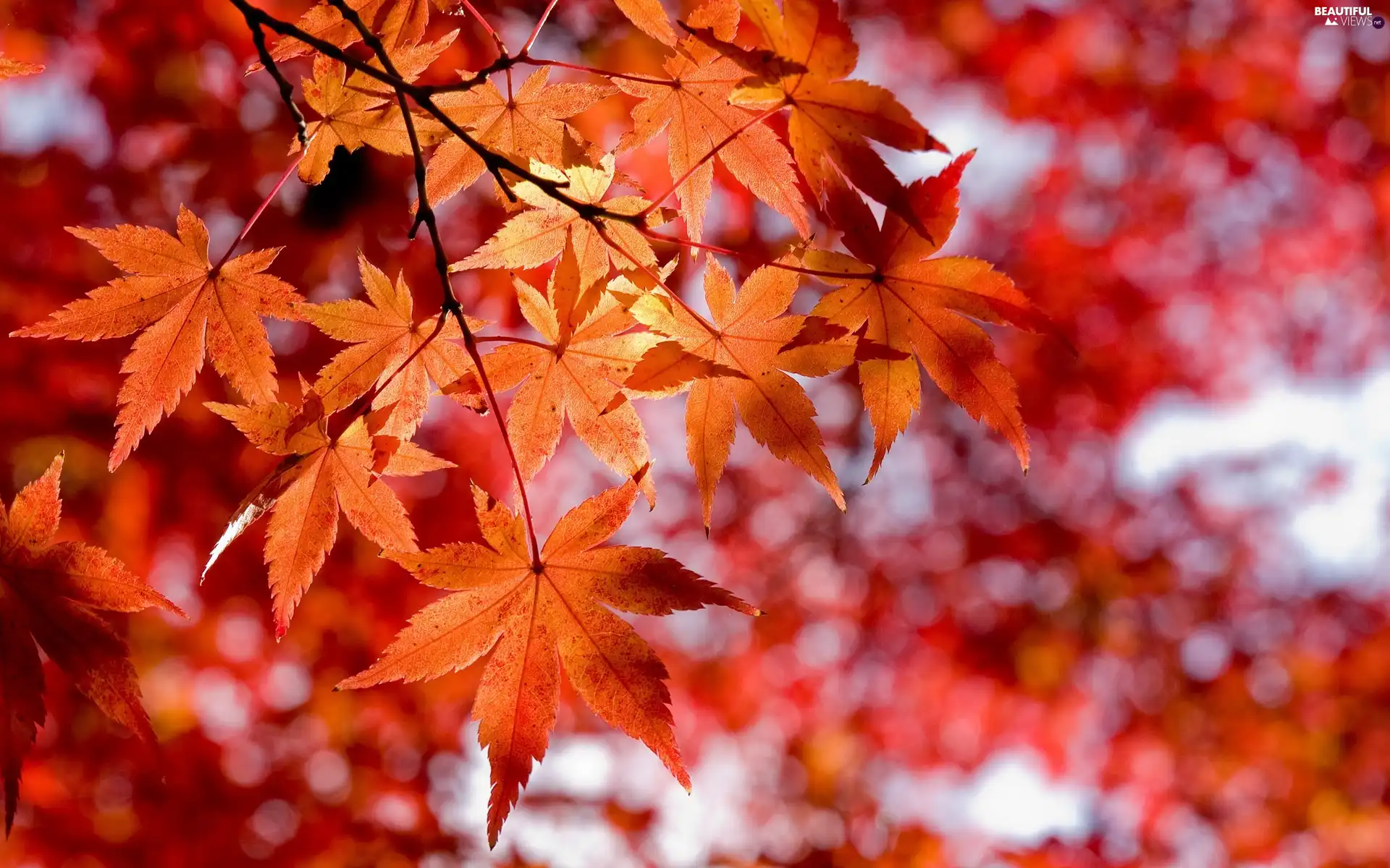 maple, autumn, Leaf