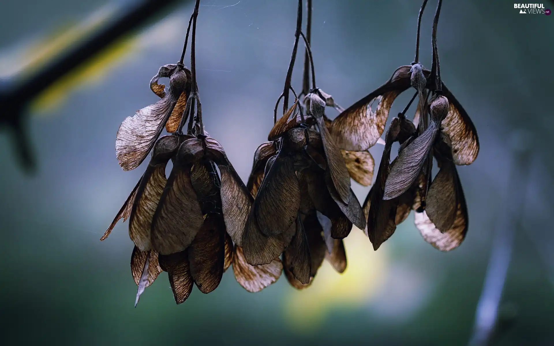 maple, dry, Leaf