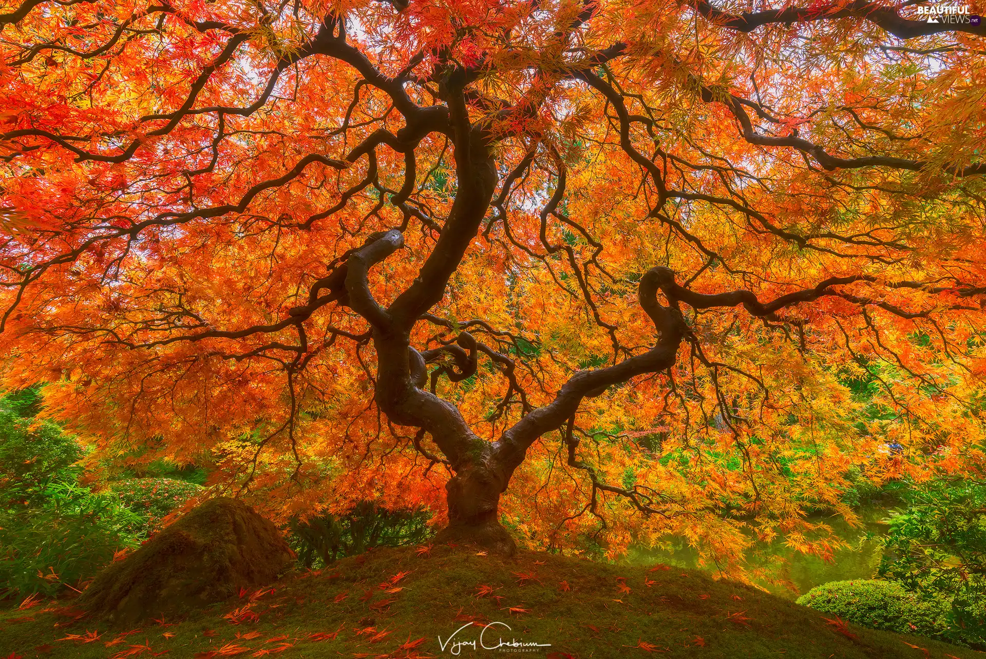 autumn, Maple Palm, VEGETATION, trees