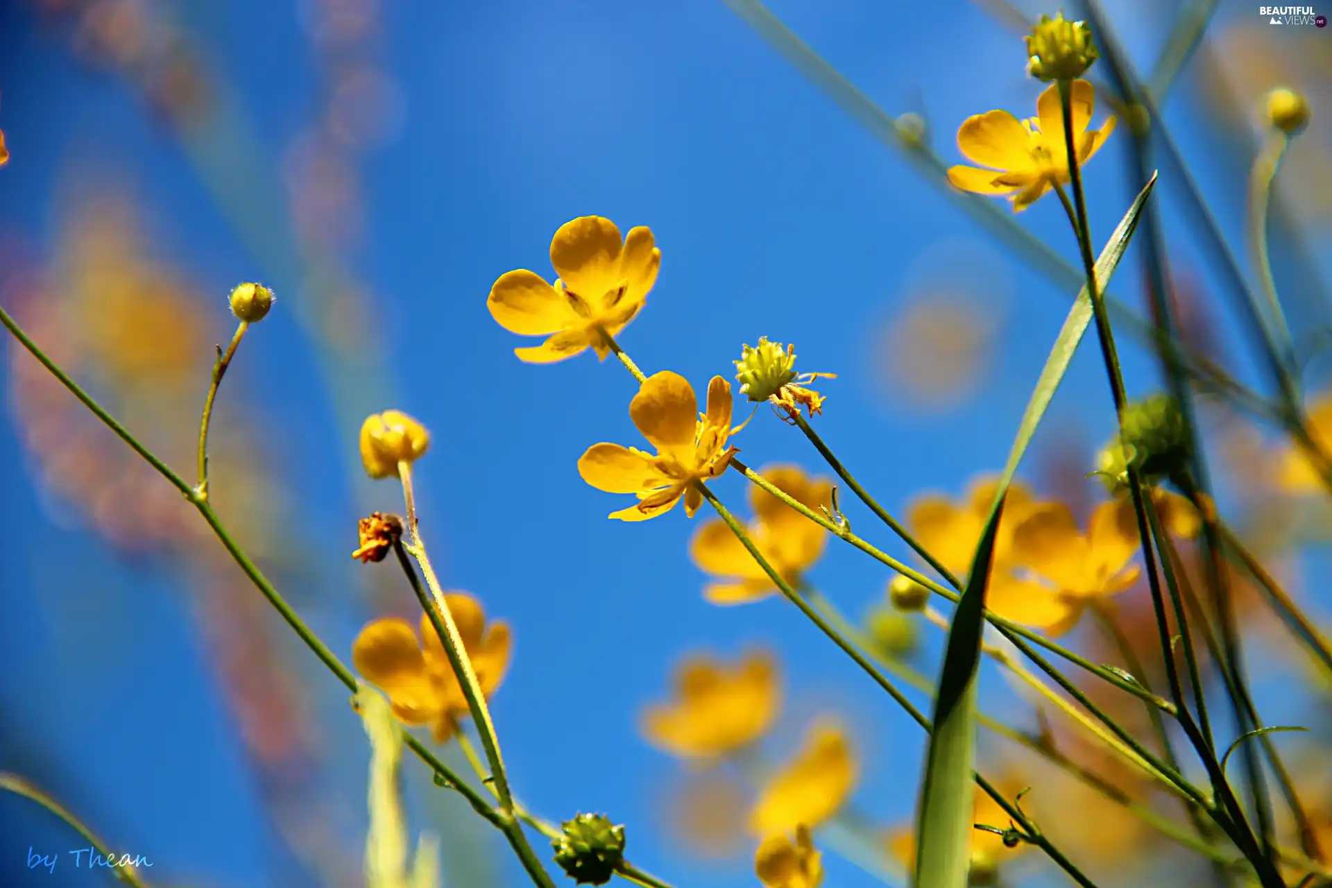 marigolds