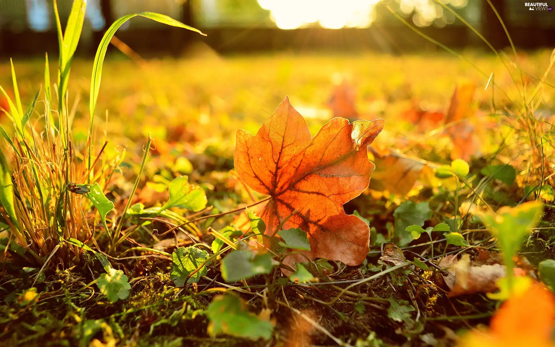 Autumn, grass, Meadow, Leaf