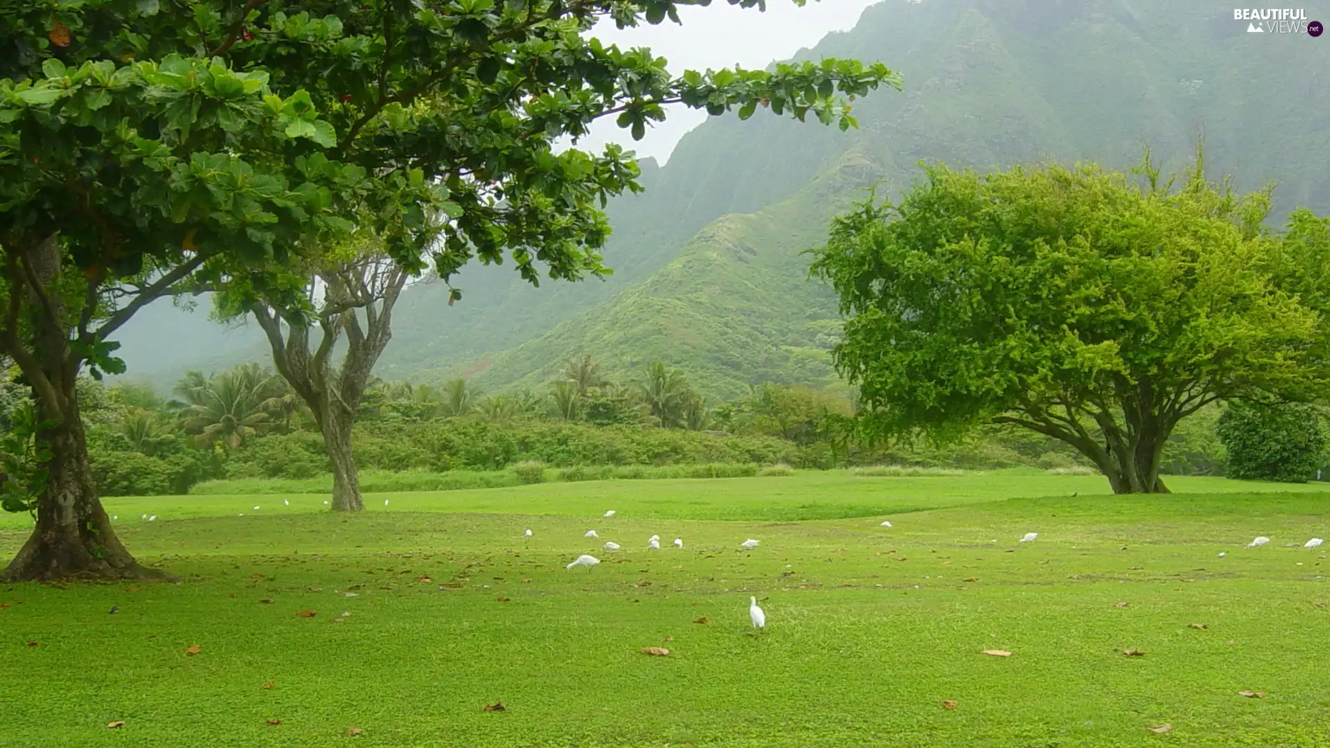 Meadow, birds, viewes, Hill, trees