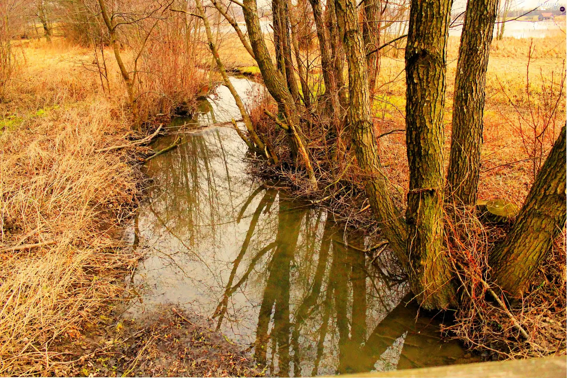 brook, viewes, Meadow, trees