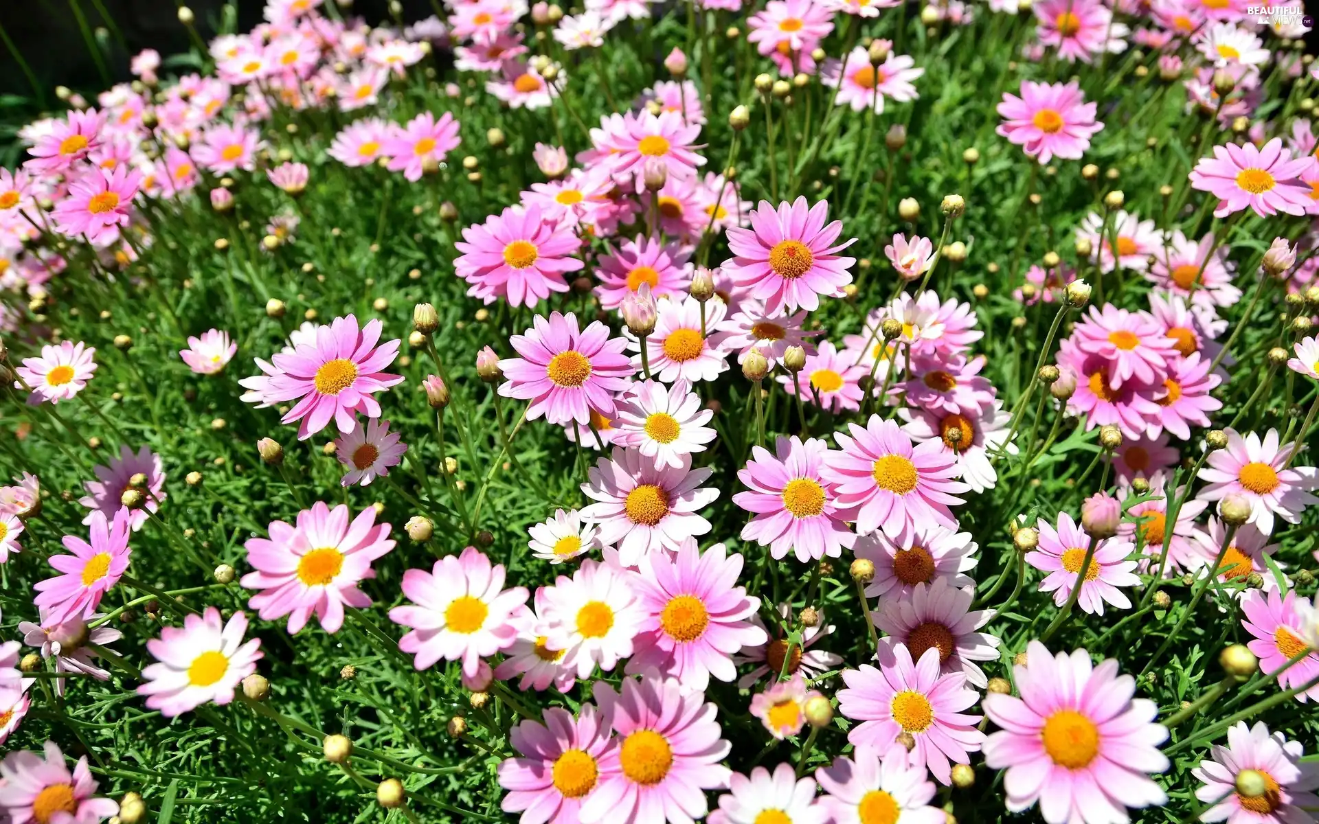 camomiles, Meadow