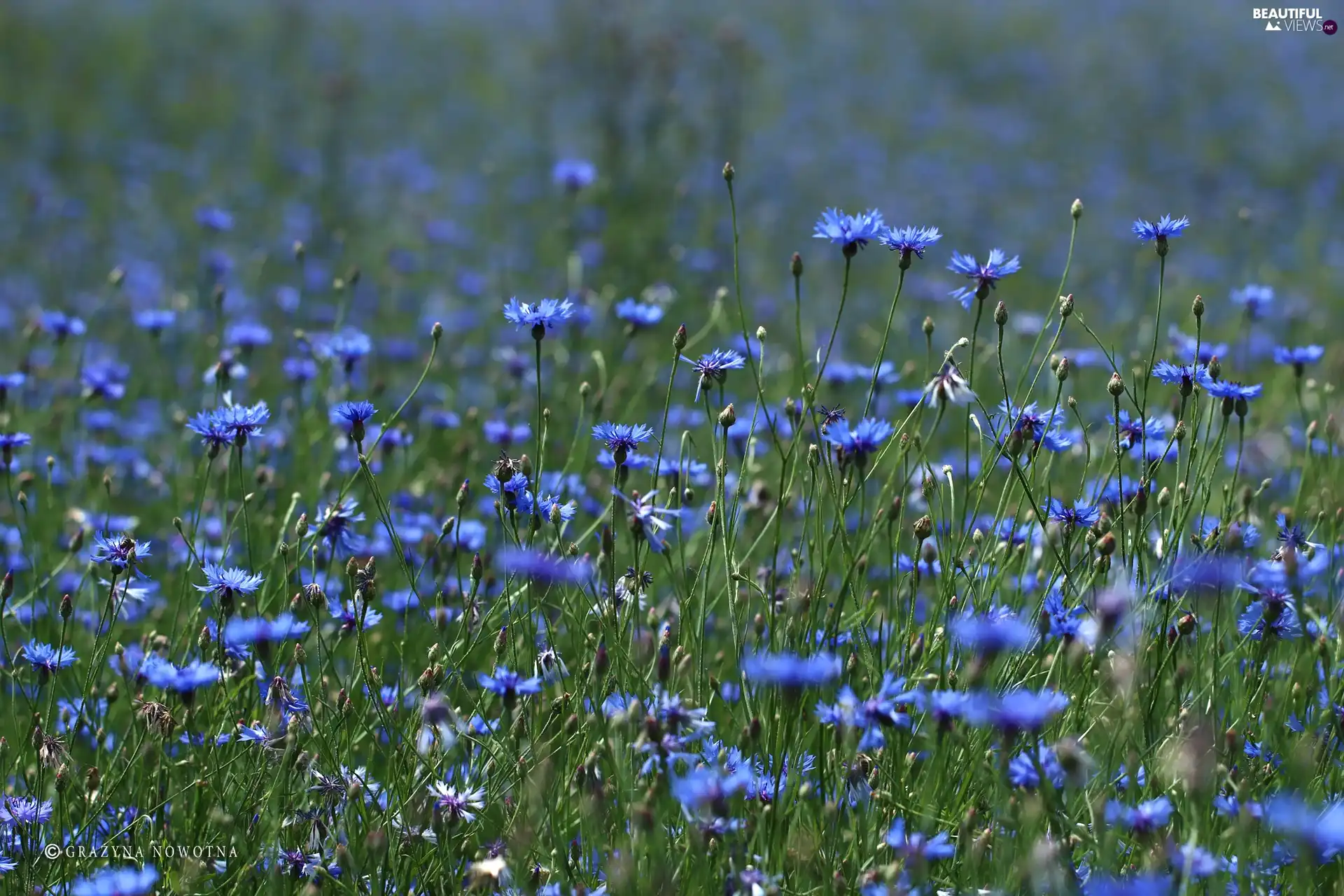 cornflowers, Flowers, Meadow, Blue