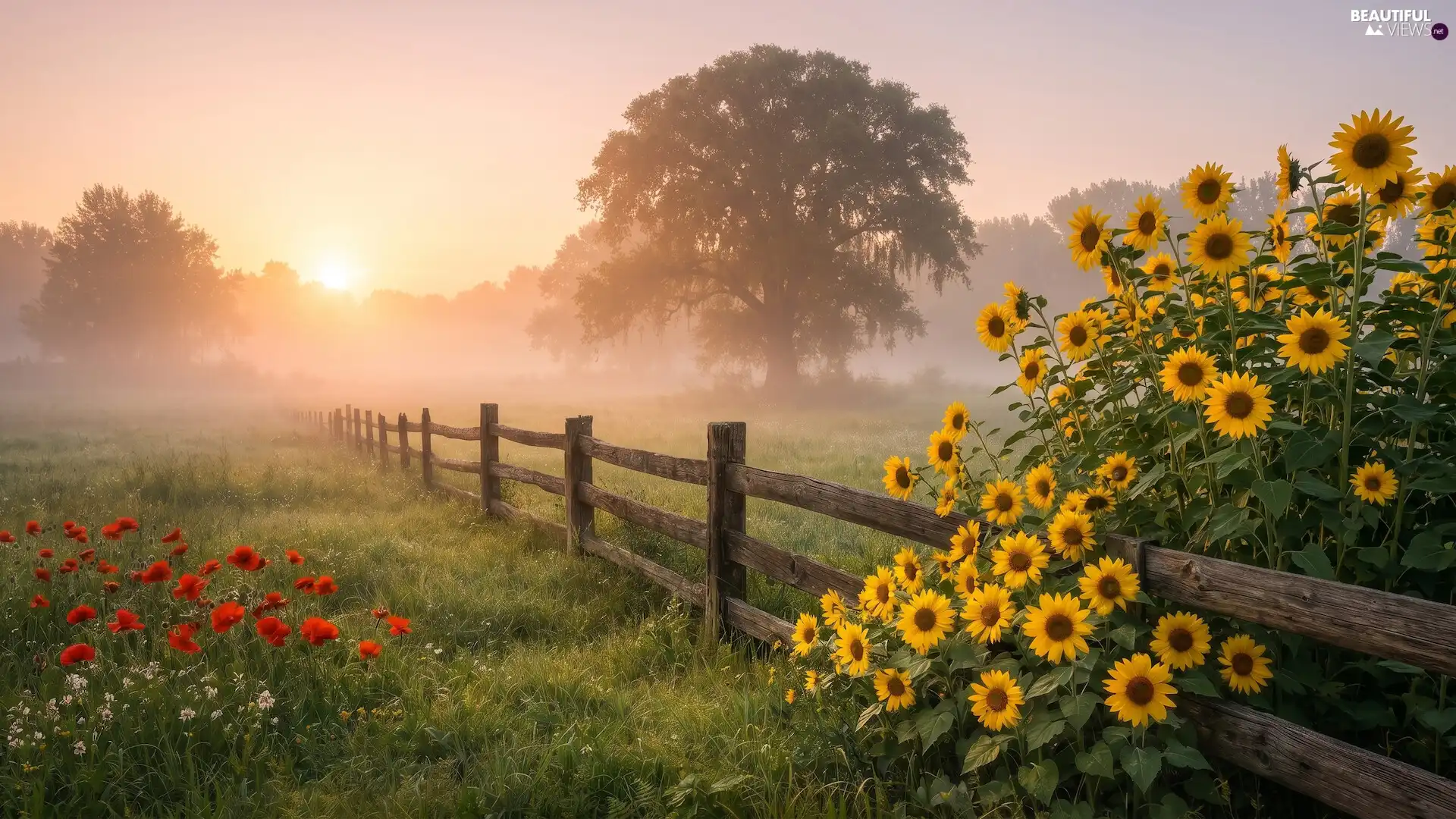 Sunrise, fence, Nice sunflowers, viewes, summer, Meadow, Flowers, Ai, trees, Fog