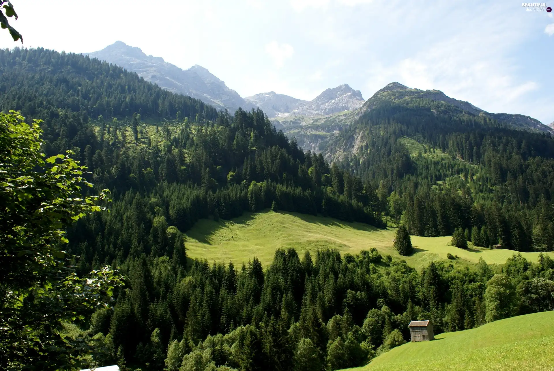 Meadow, Mountains, forest