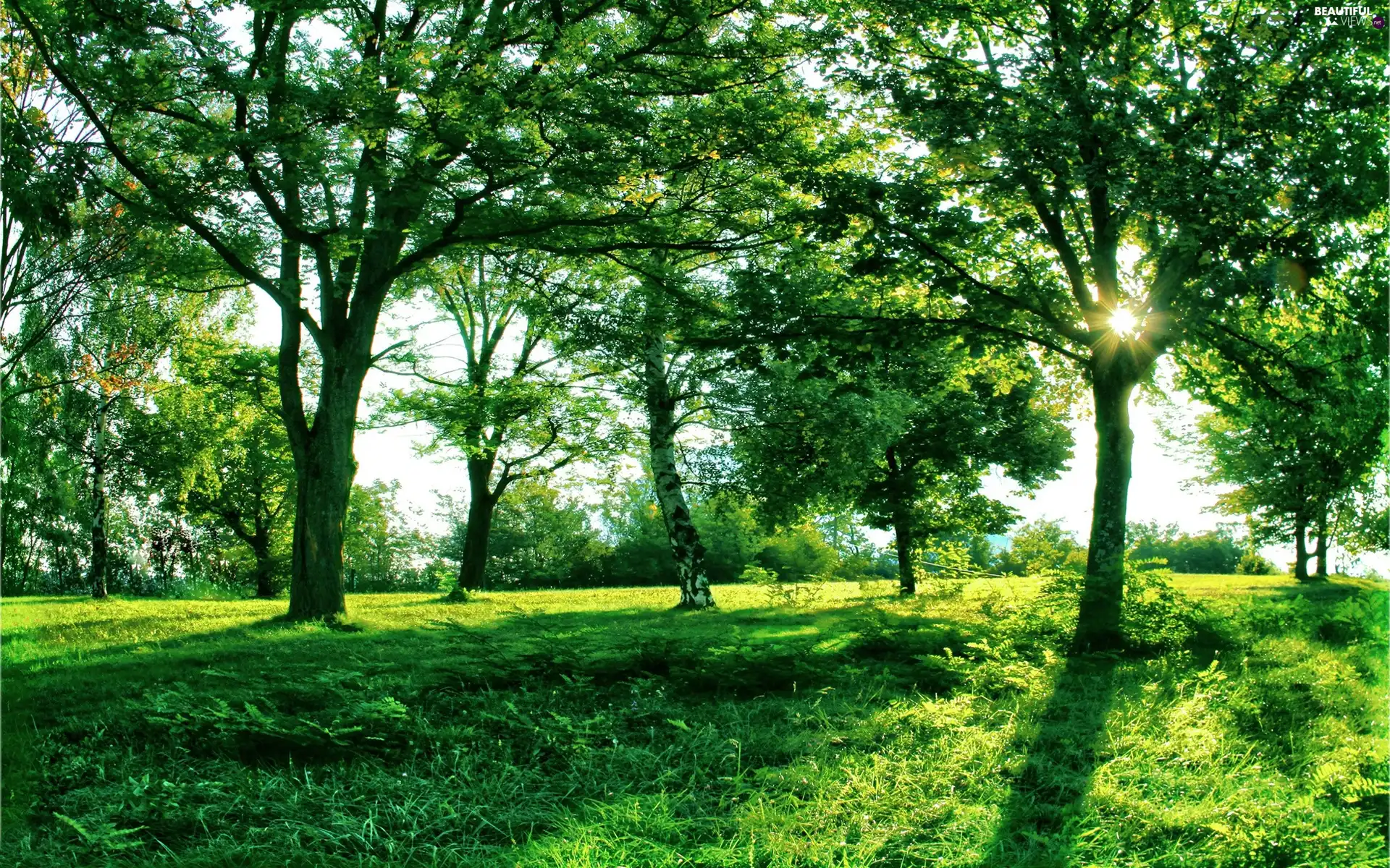 Meadow, grass, viewes, Hardwood, trees