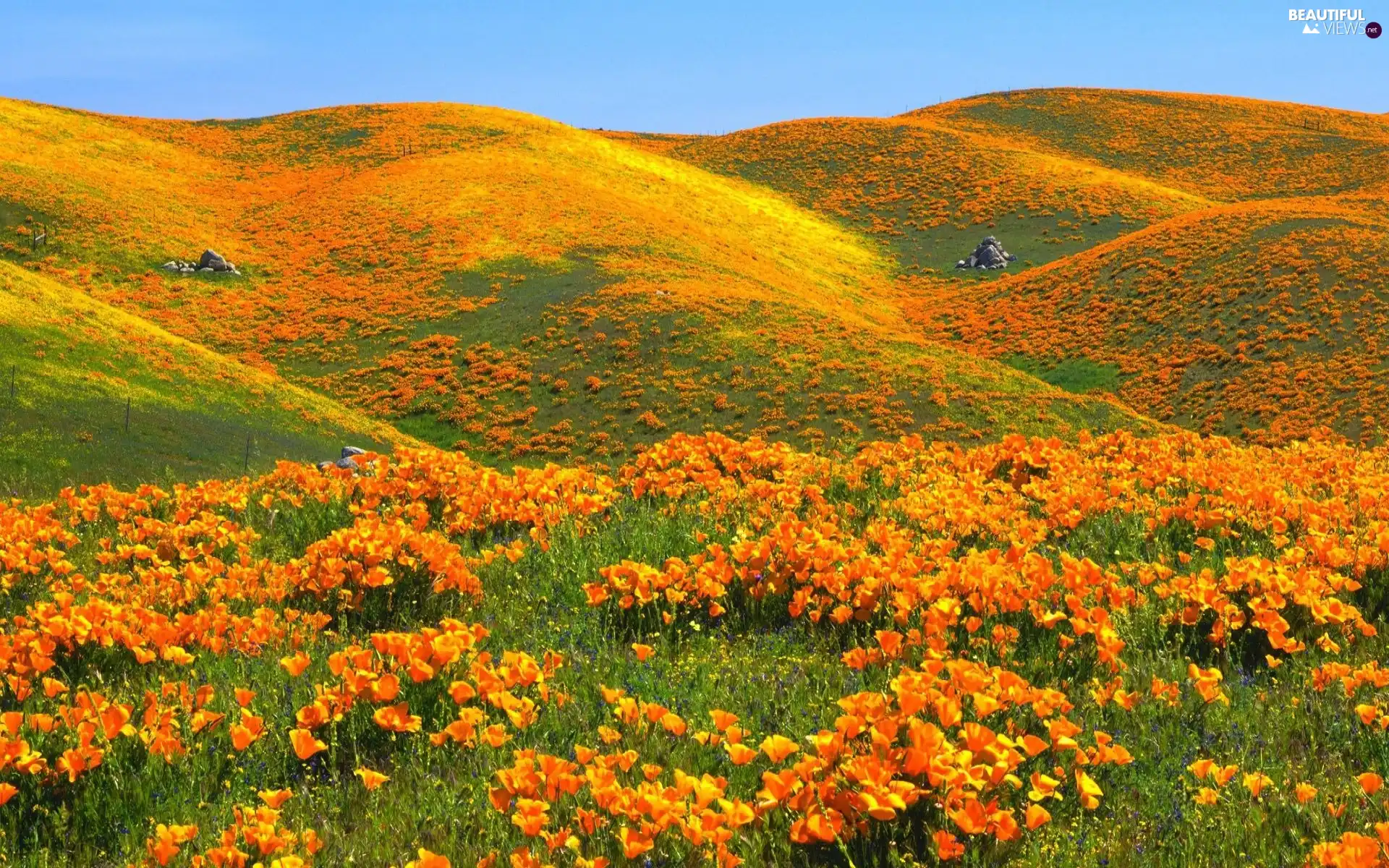 The Hills, papavers, Meadow
