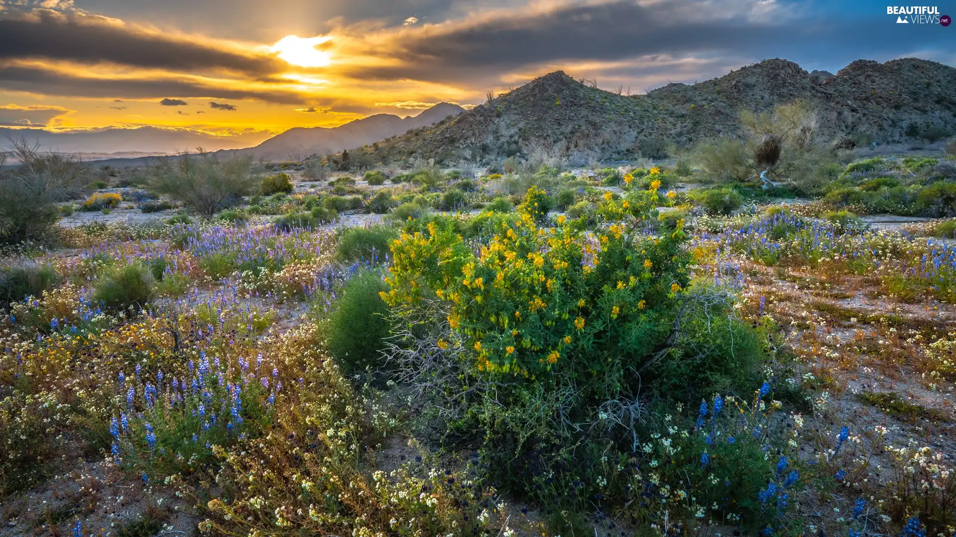 Flowers, The Hills, Great Sunsets, clouds, VEGETATION, Meadow