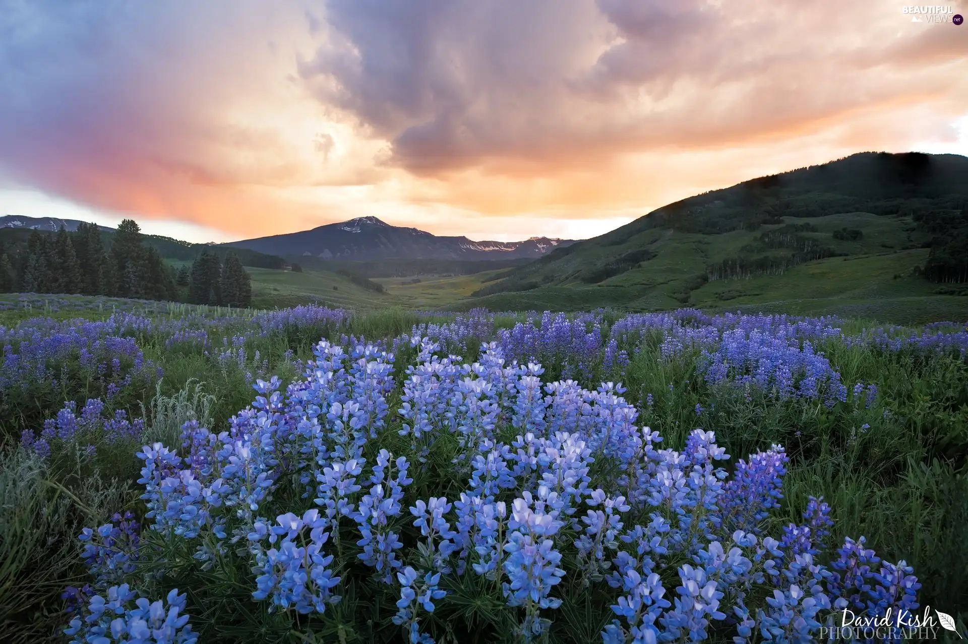 Mountains, Meadow, lupine, The Hills
