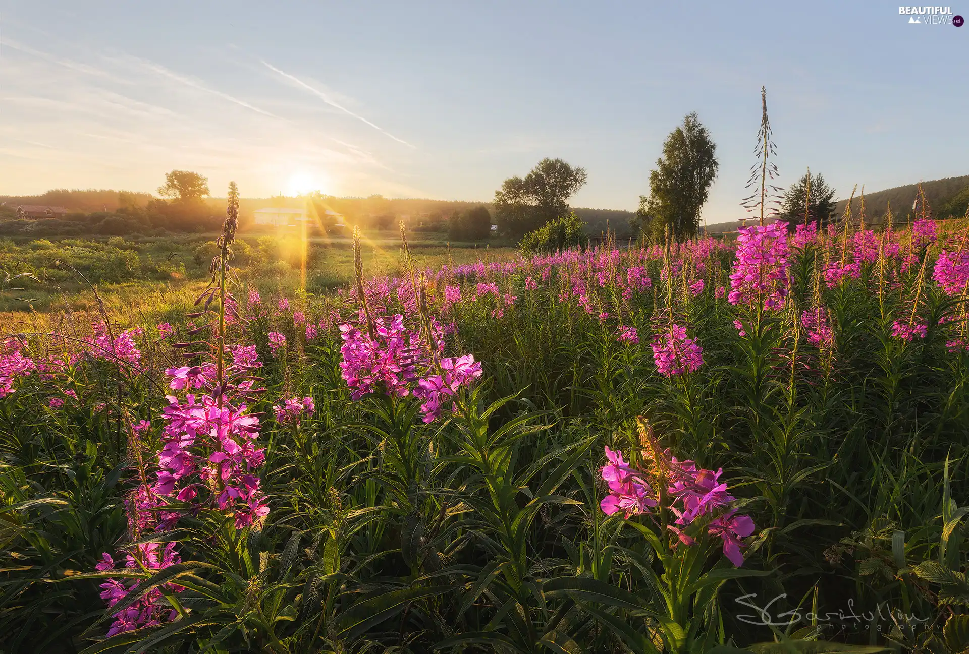 Meadow, Flowers, viewes, rays of the Sun, trees, Lythrum Salicaria