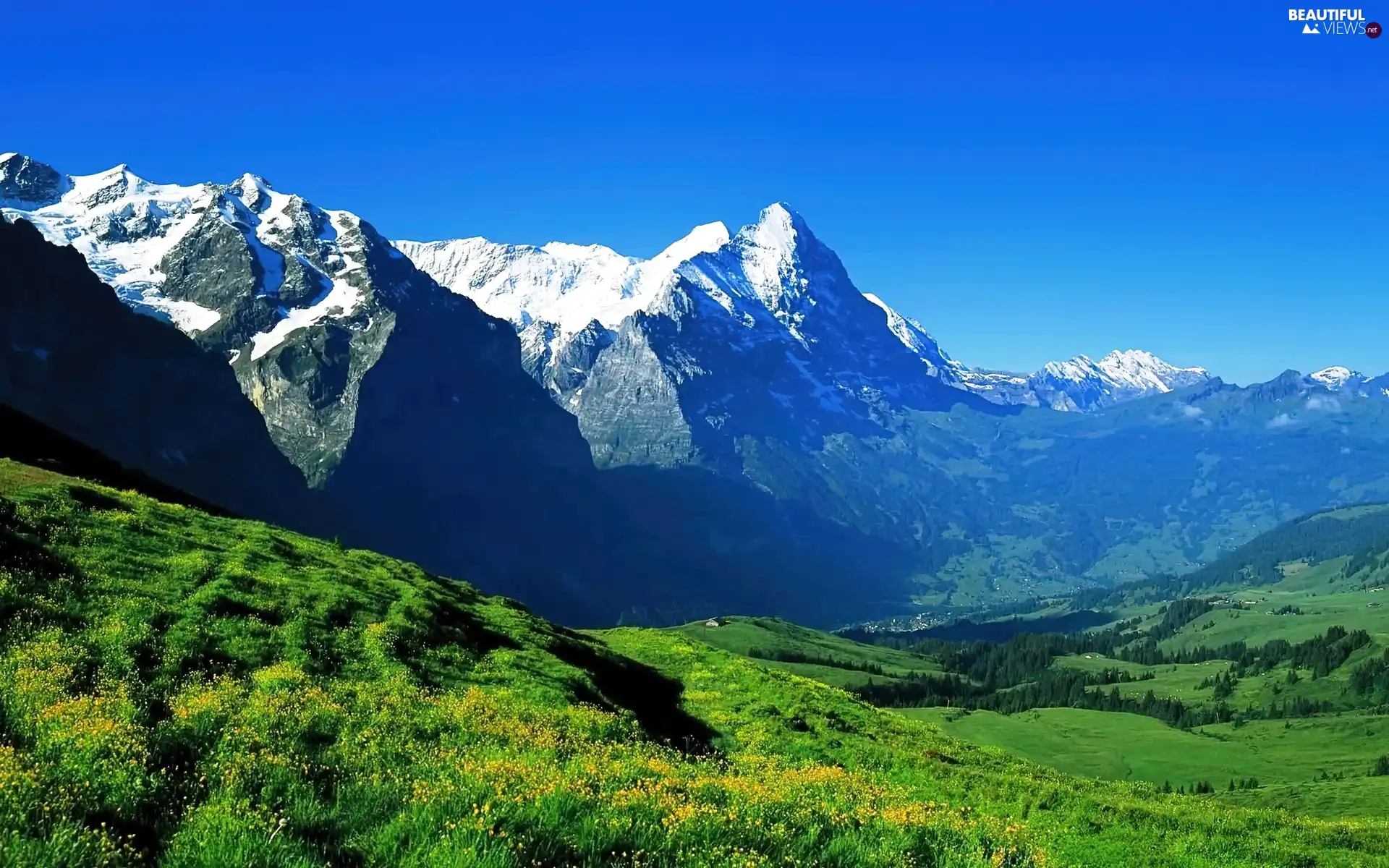 Mountains, Meadow