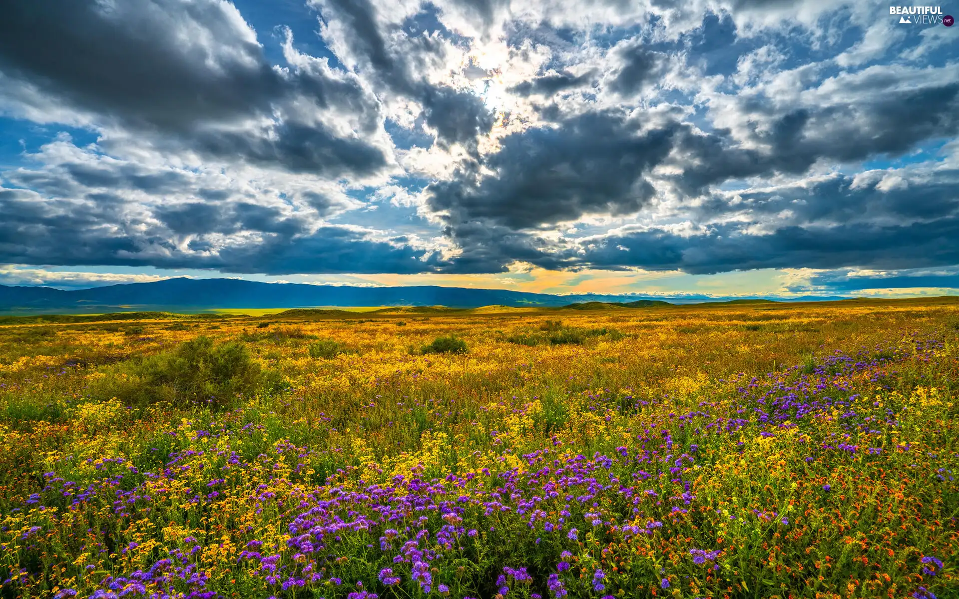 Mountains, Flowers, clouds, Meadow