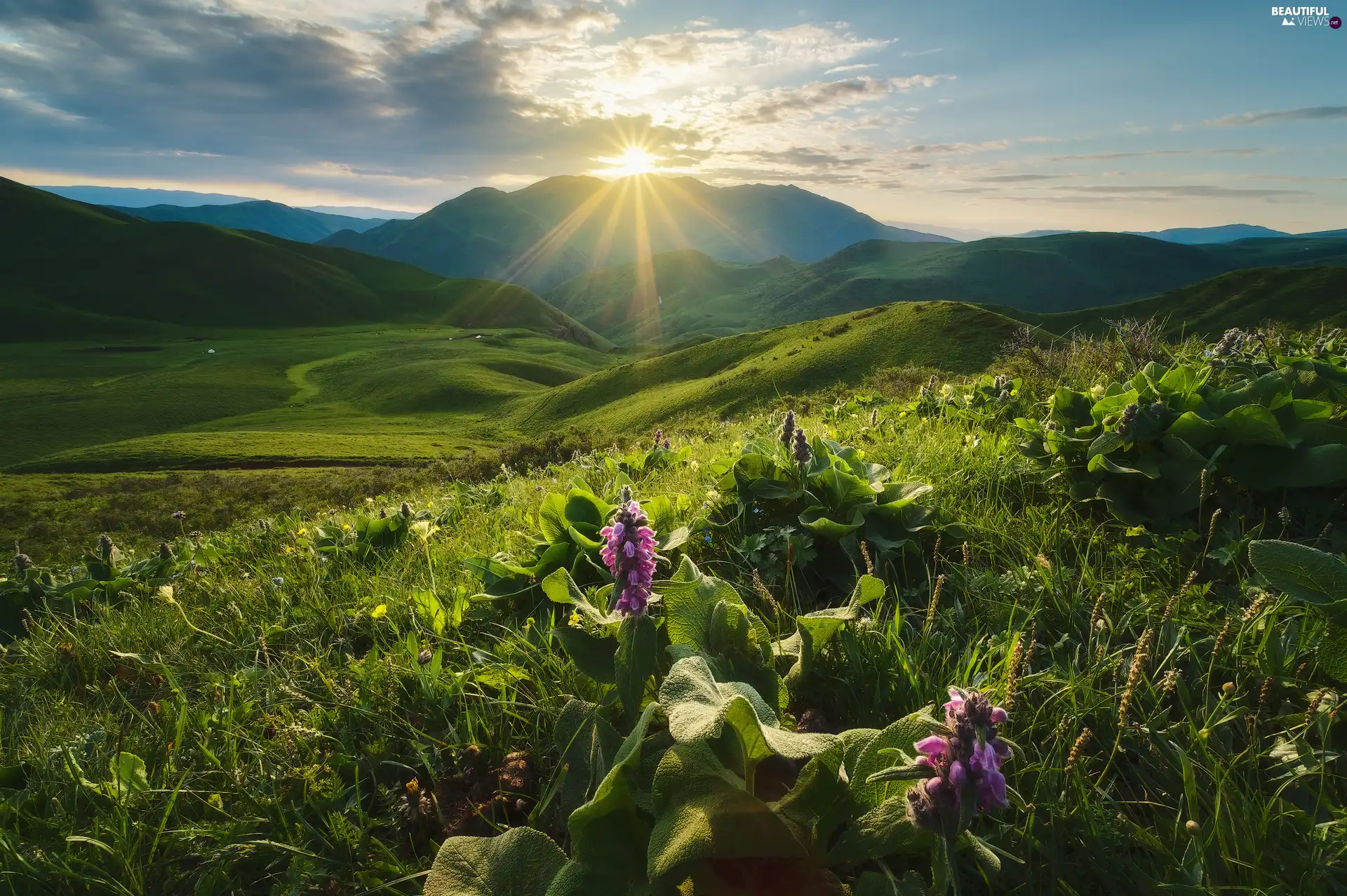 Meadow, Flowers, The Hills, rays of the Sun, Mountains, Plants