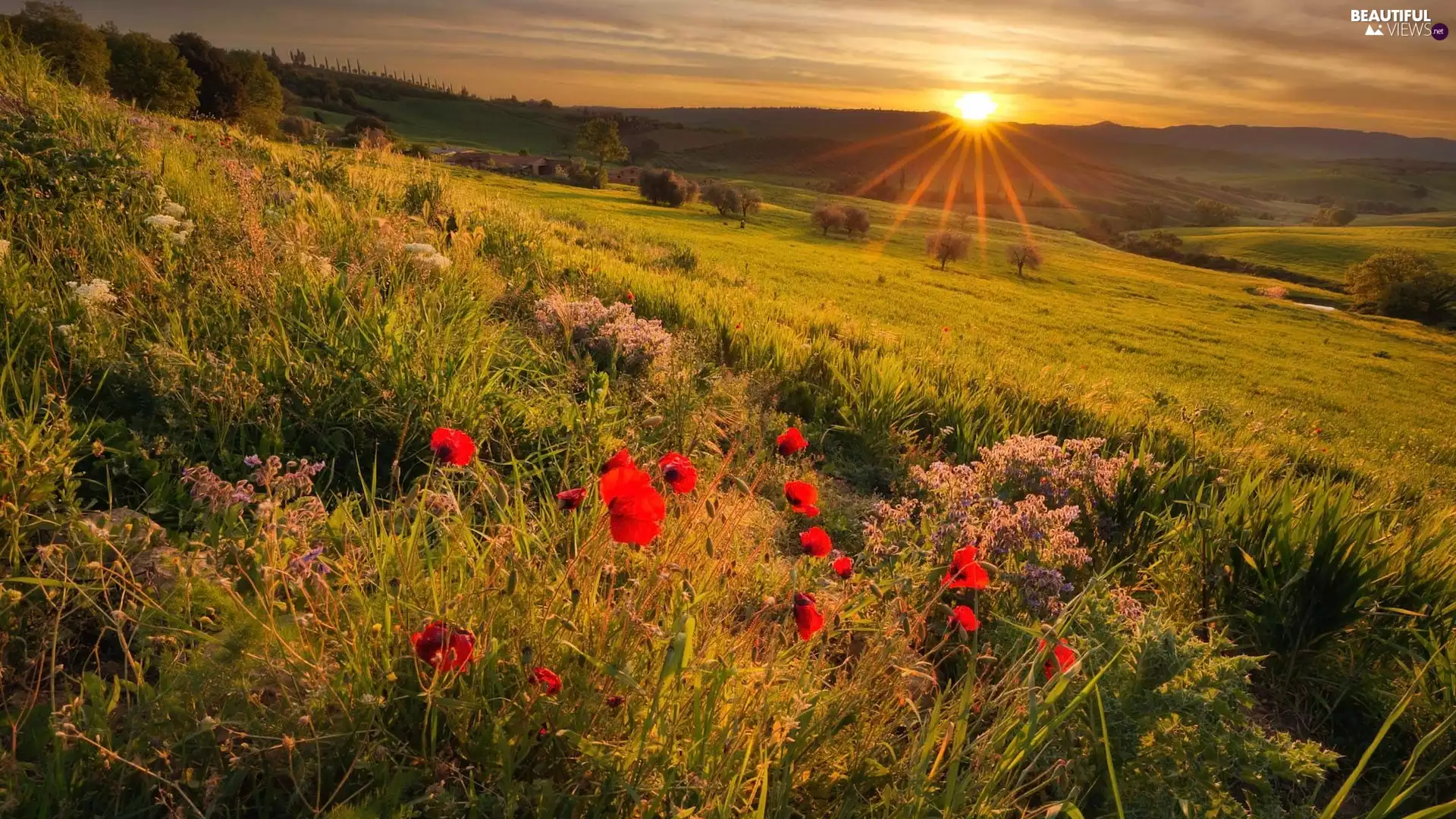 papavers, rays of the Sun, Flowers, Wildflowers, Meadow