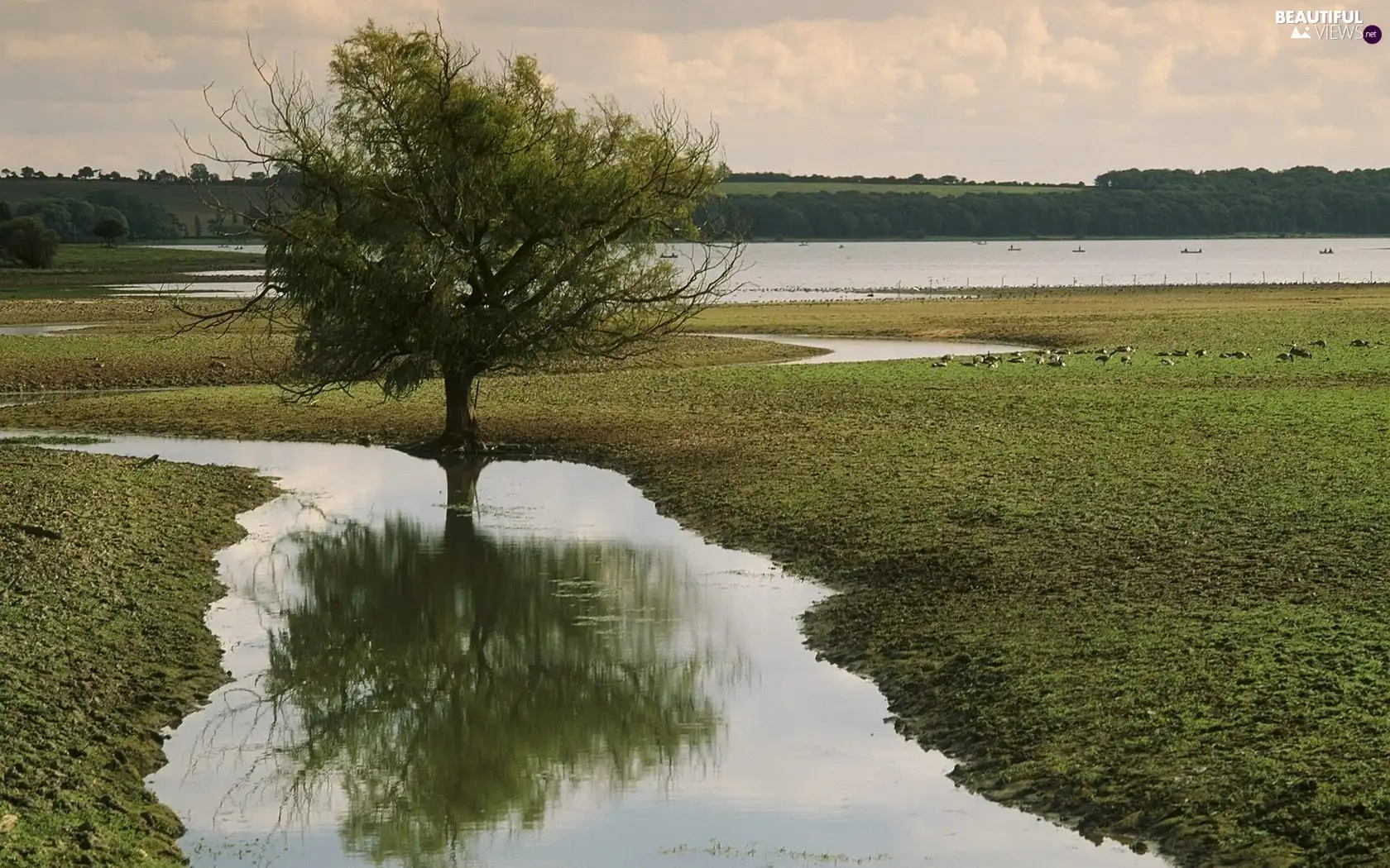 Meadow, trees, River