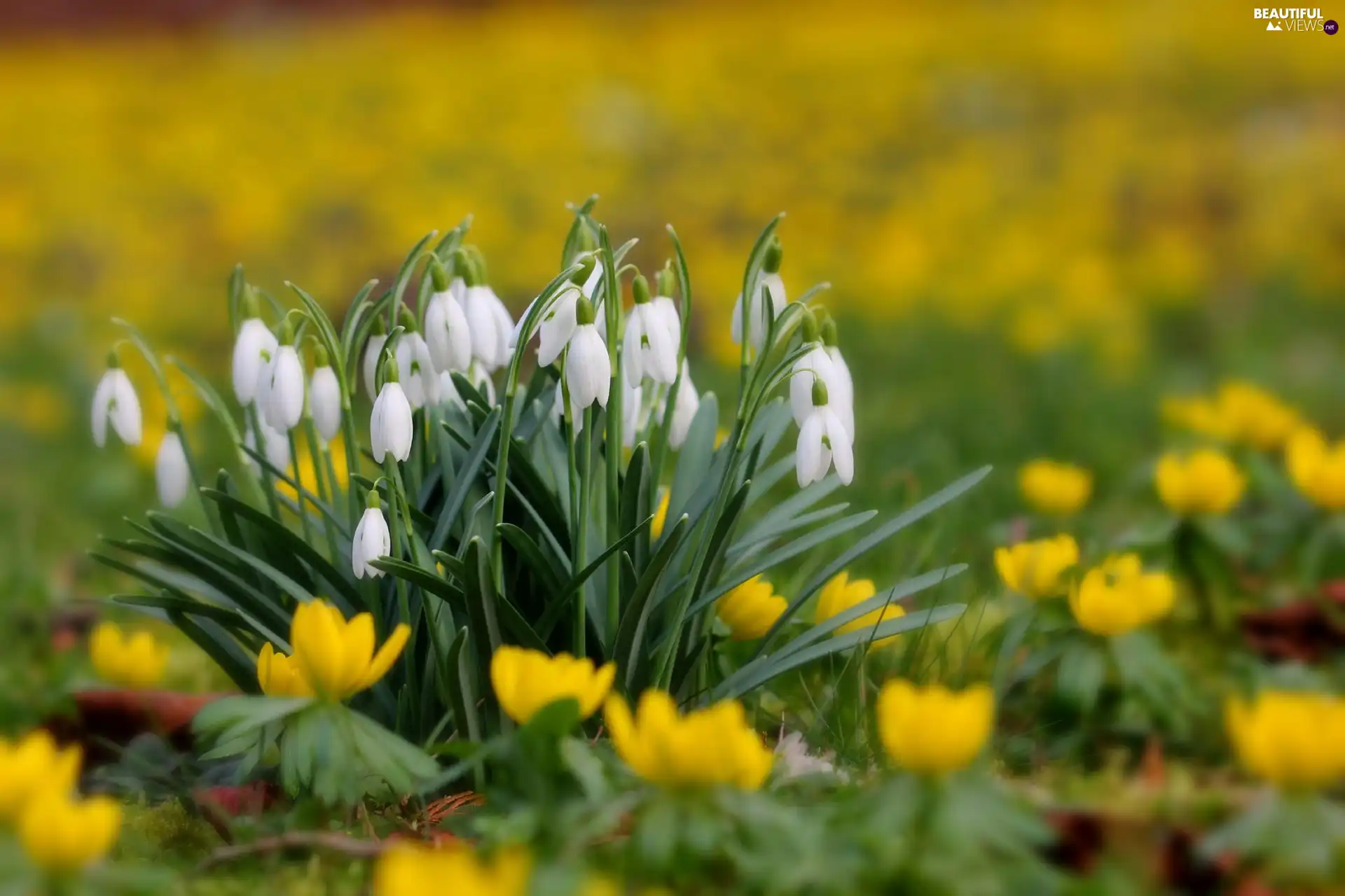 snowdrops, Meadow