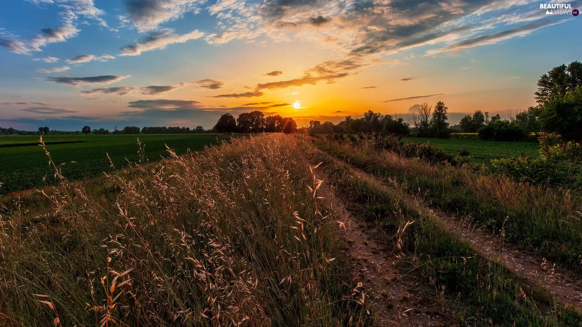 trees, Way, Sunrise, Meadow, field, viewes, clouds