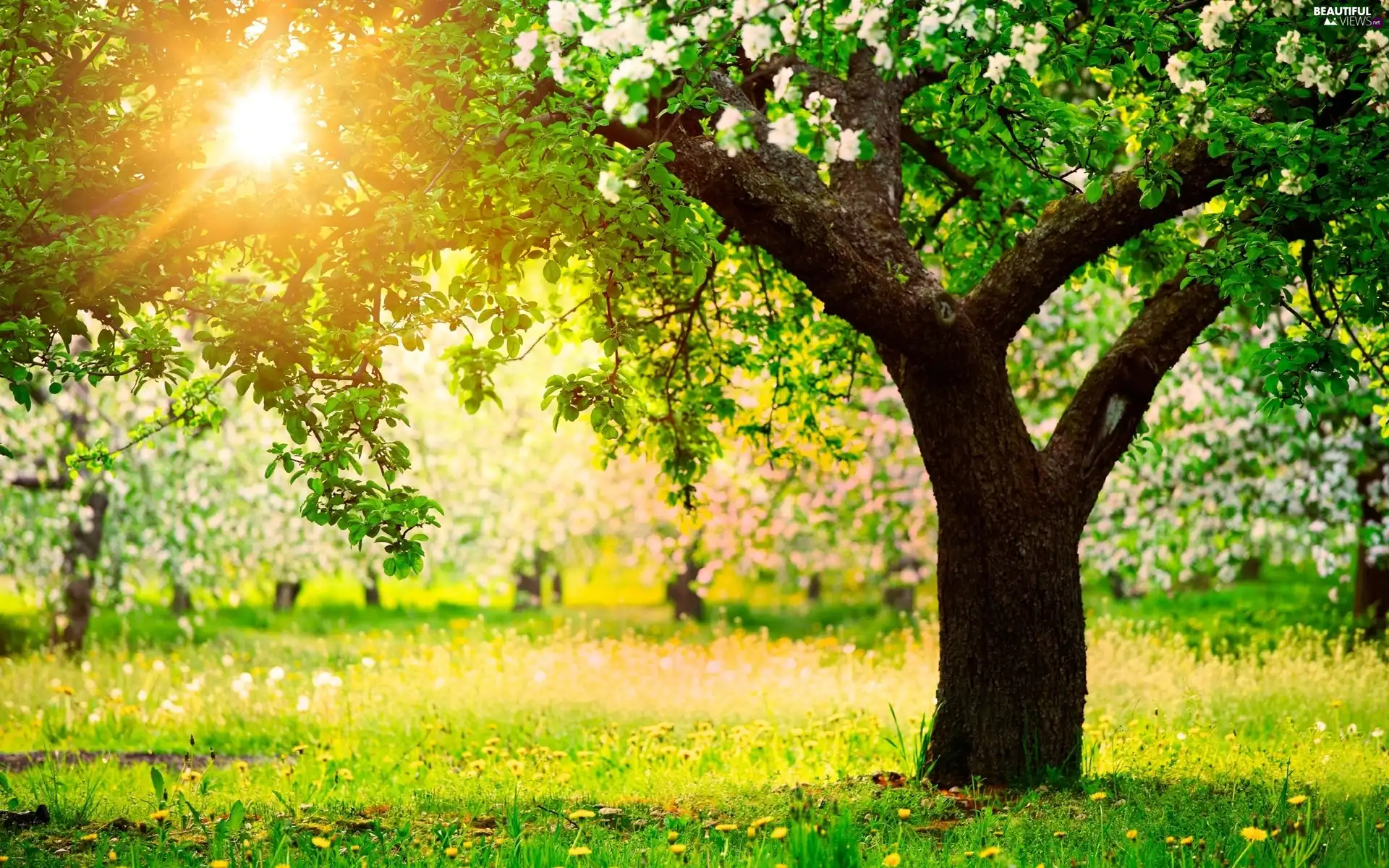 flourishing, Spring, viewes, light breaking through sky, trees, Meadow