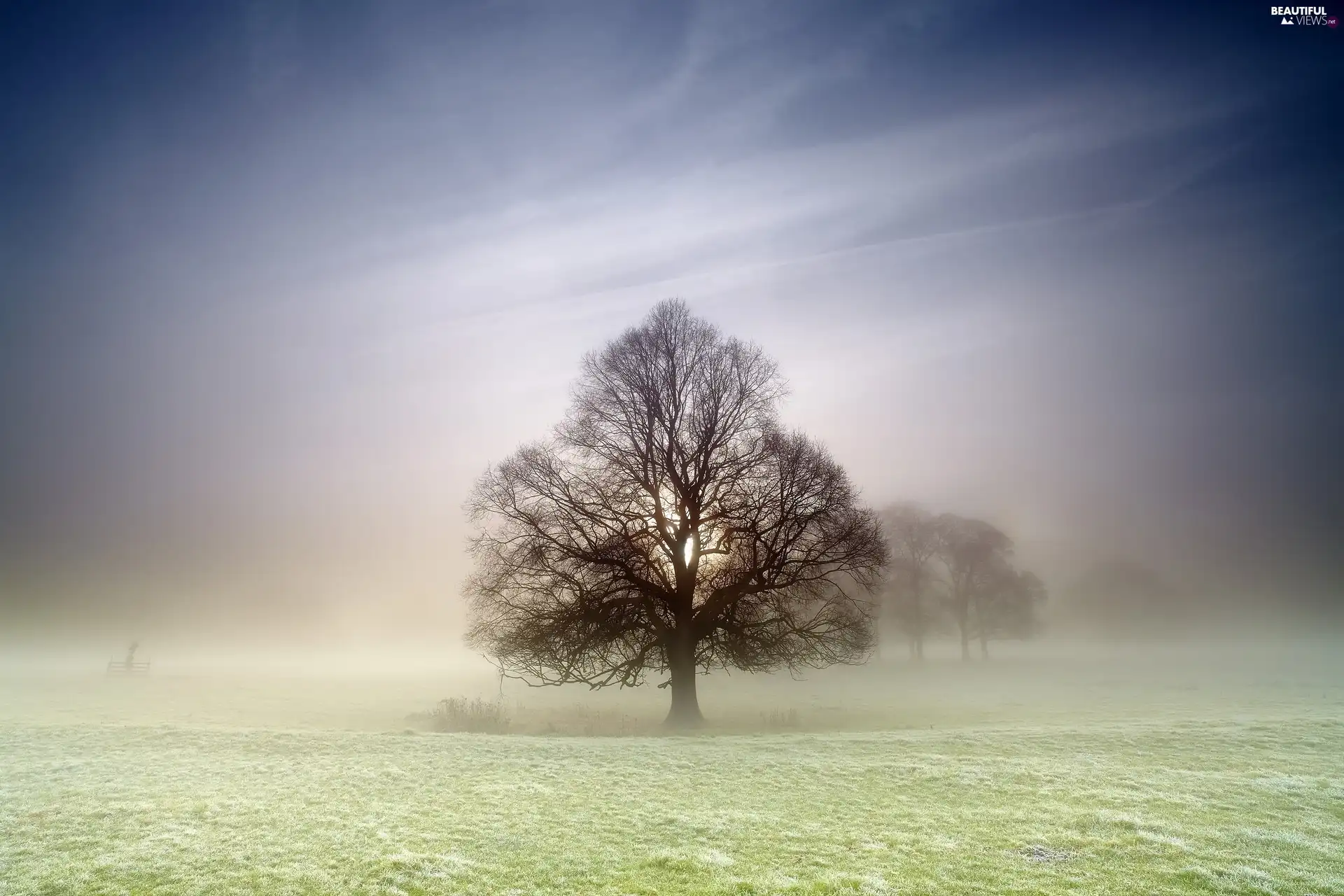 Meadow, Fog, trees