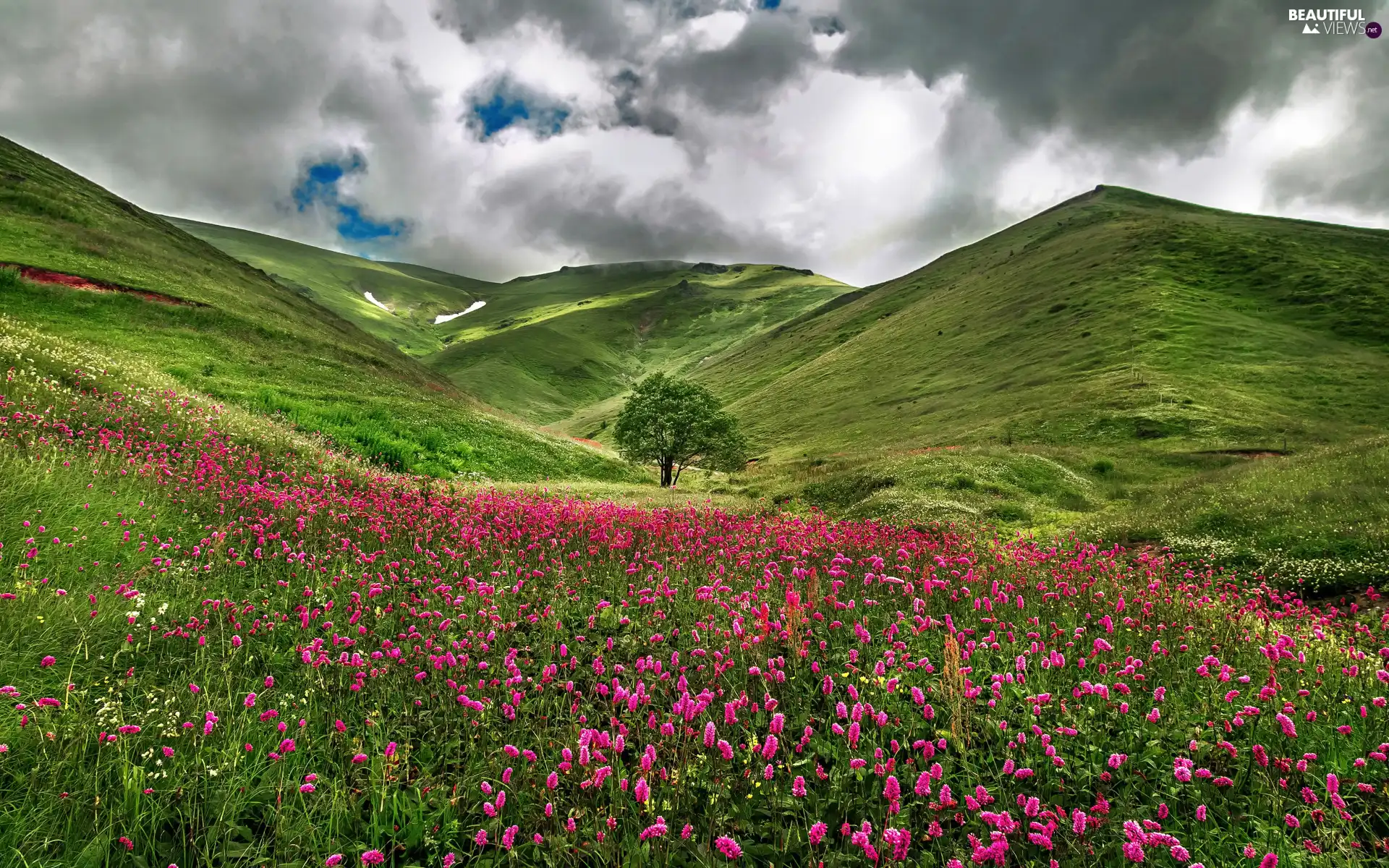 Flowers, France, trees, Meadow, The Hills, Savoie