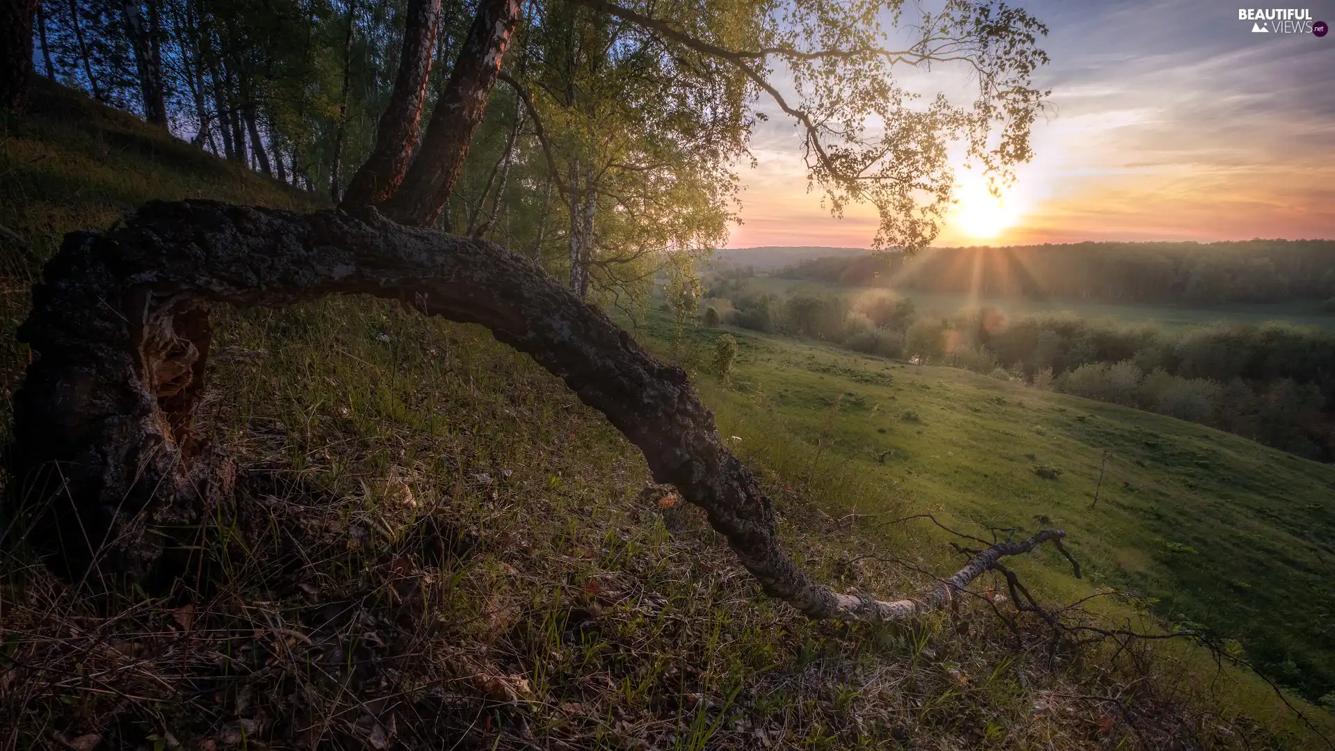 Meadow, rays of the Sun, trees, viewes, The Hills
