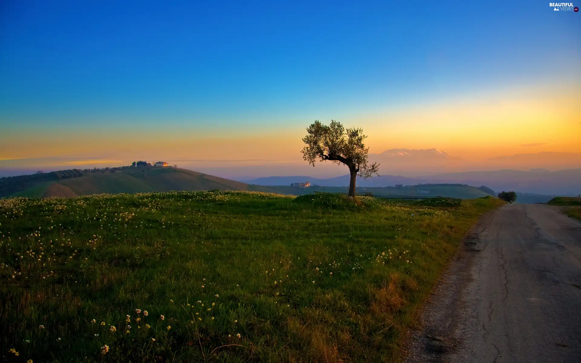 Way, hills, Meadow, trees