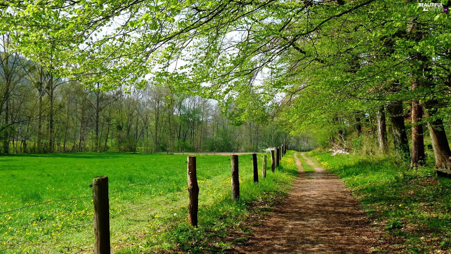 Meadow, grass, fence, trees, branch pics, Way, Field, viewes