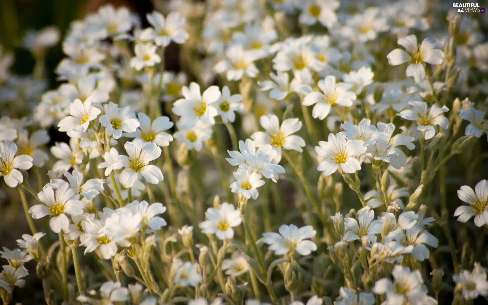 White, Close, Meadow, flowers