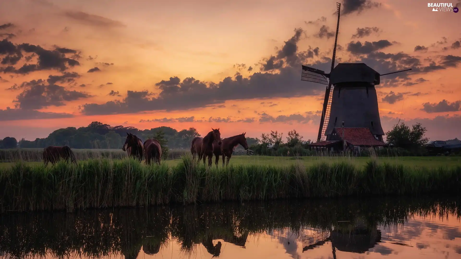 River, Great Sunsets, Meadow, bloodstock, Windmill