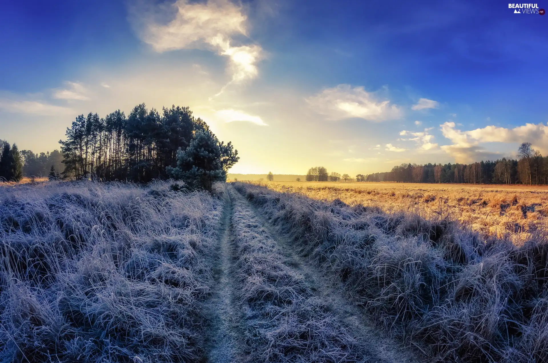 medows, field, trees, viewes, Sunrise, clouds, grass, Way, frosted