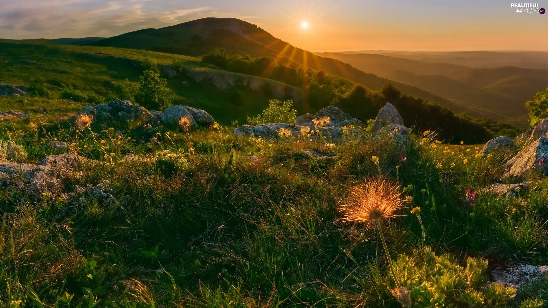 medows, Mountains, Flowers, Plants, rocks, rays of the Sun