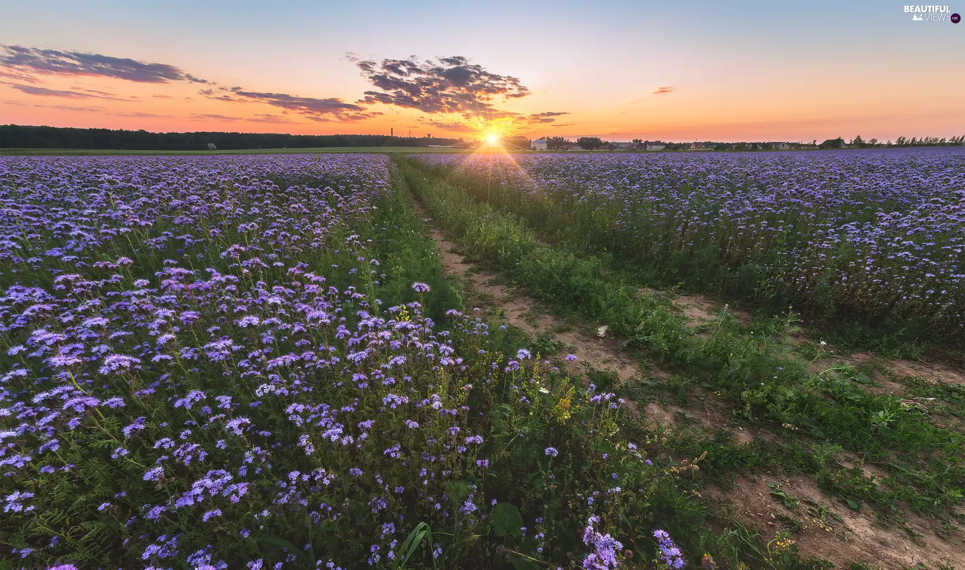 Flowers, rays of the Sun, Way, purple, medows