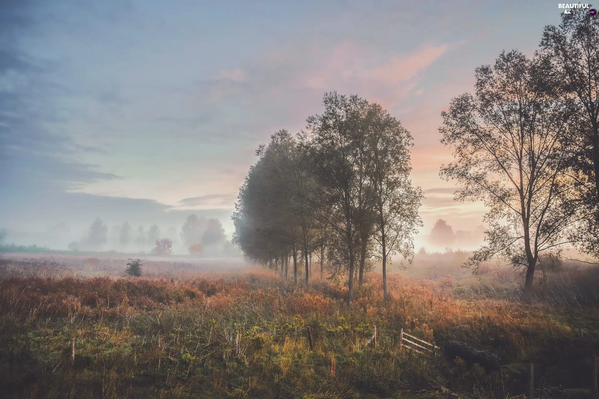 Fog Trees Sunrise Medows Morning Viewes Beautiful Views