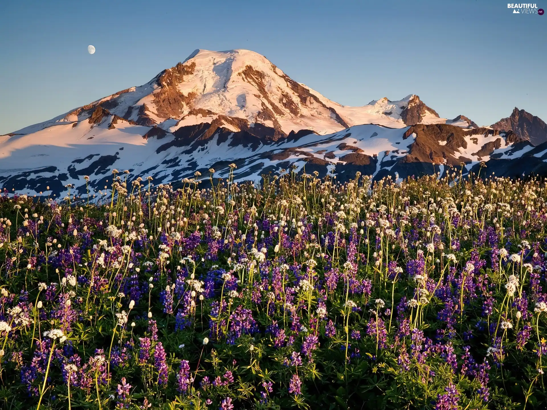 moon, Mountains, Flowers