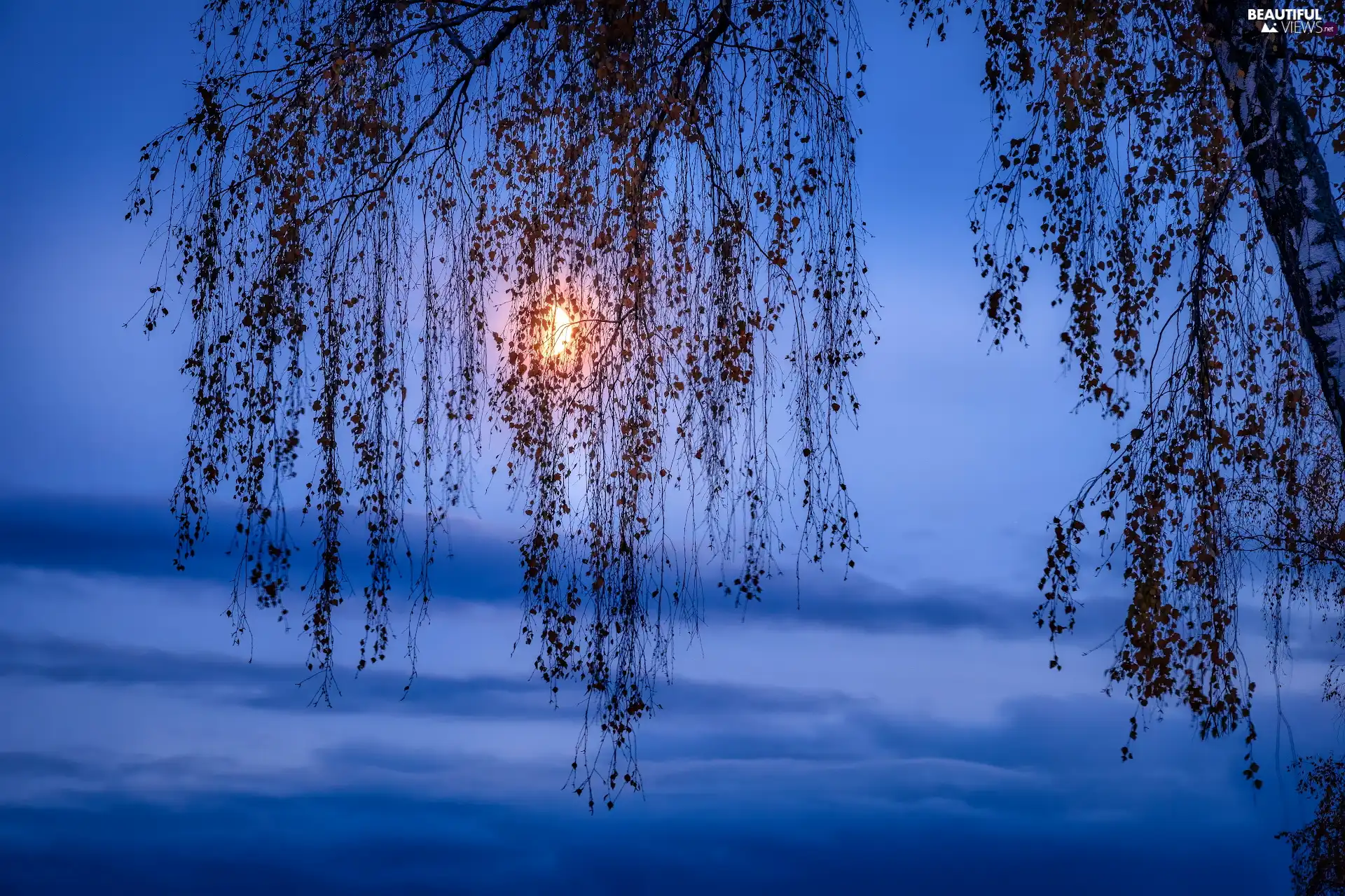 Twigs, birch-tree, moon, clouds, Sky