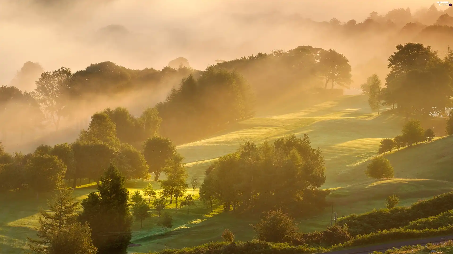 trees, Hill, Fog, morning, viewes, forest