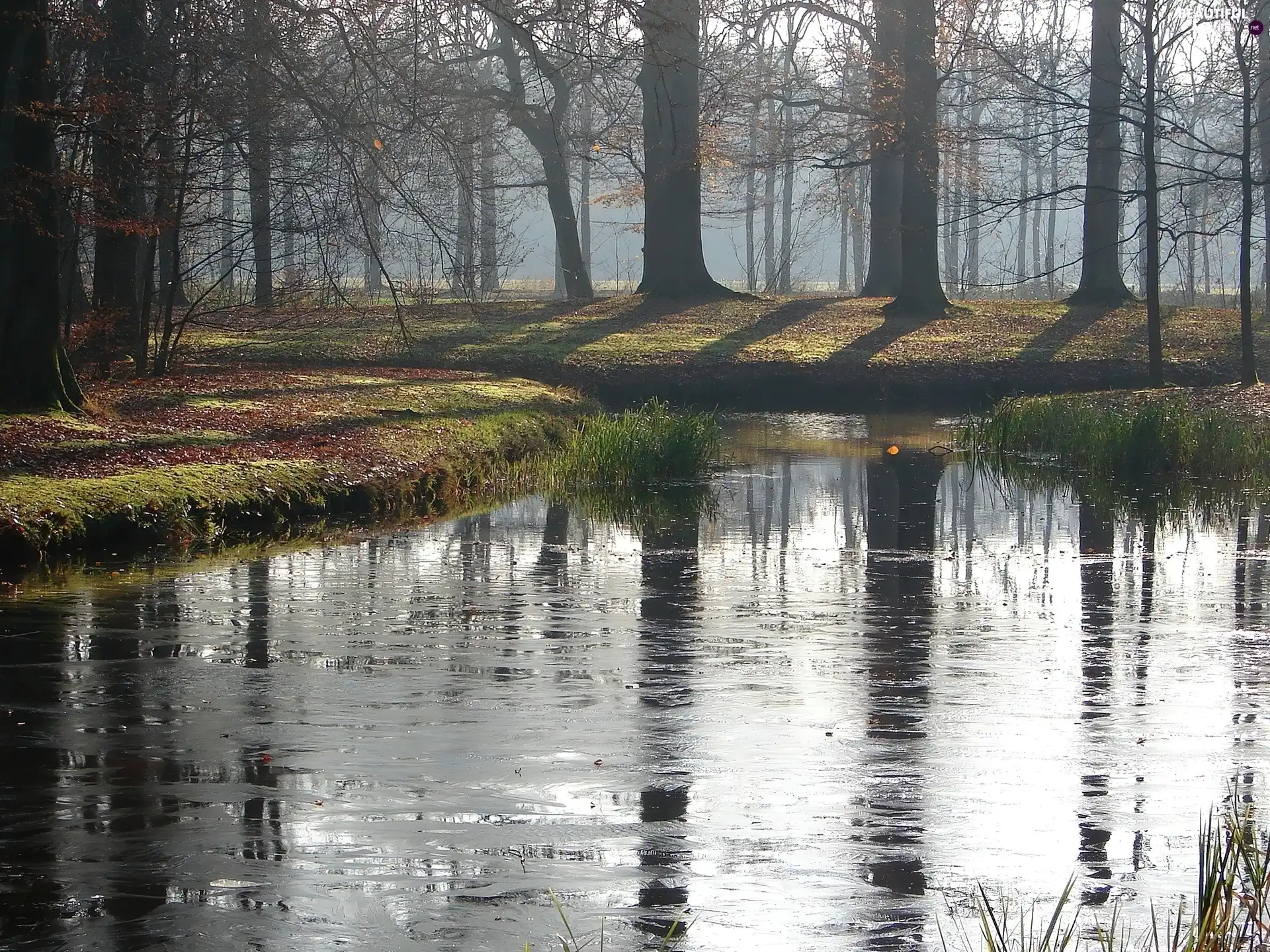 morning, lake, forest