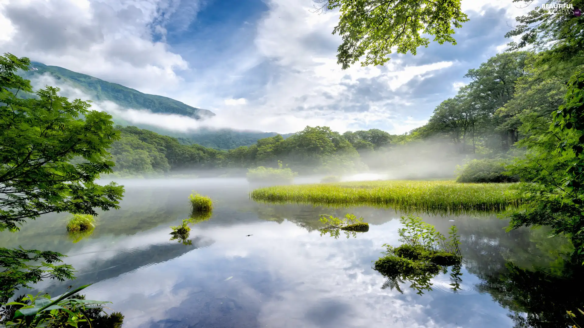 Fog, reflection, grass, coast, lake, viewes, trees, morning