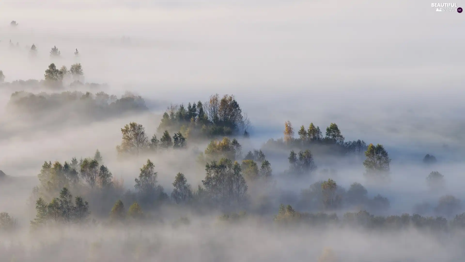 trees, viewes, Poland, Fog, Pieniny, forest, autumn, morning