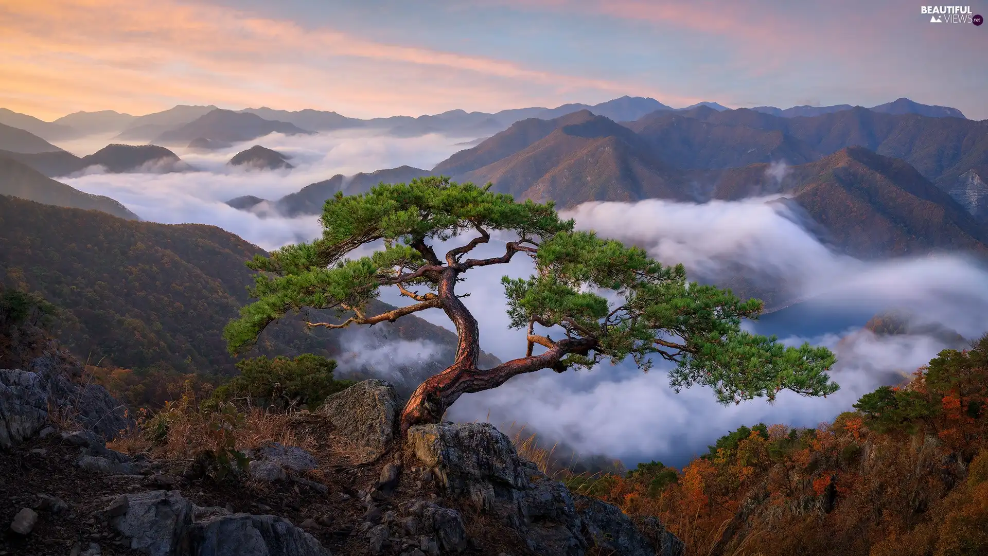 Fog, morning, rocks, pine, Mountains