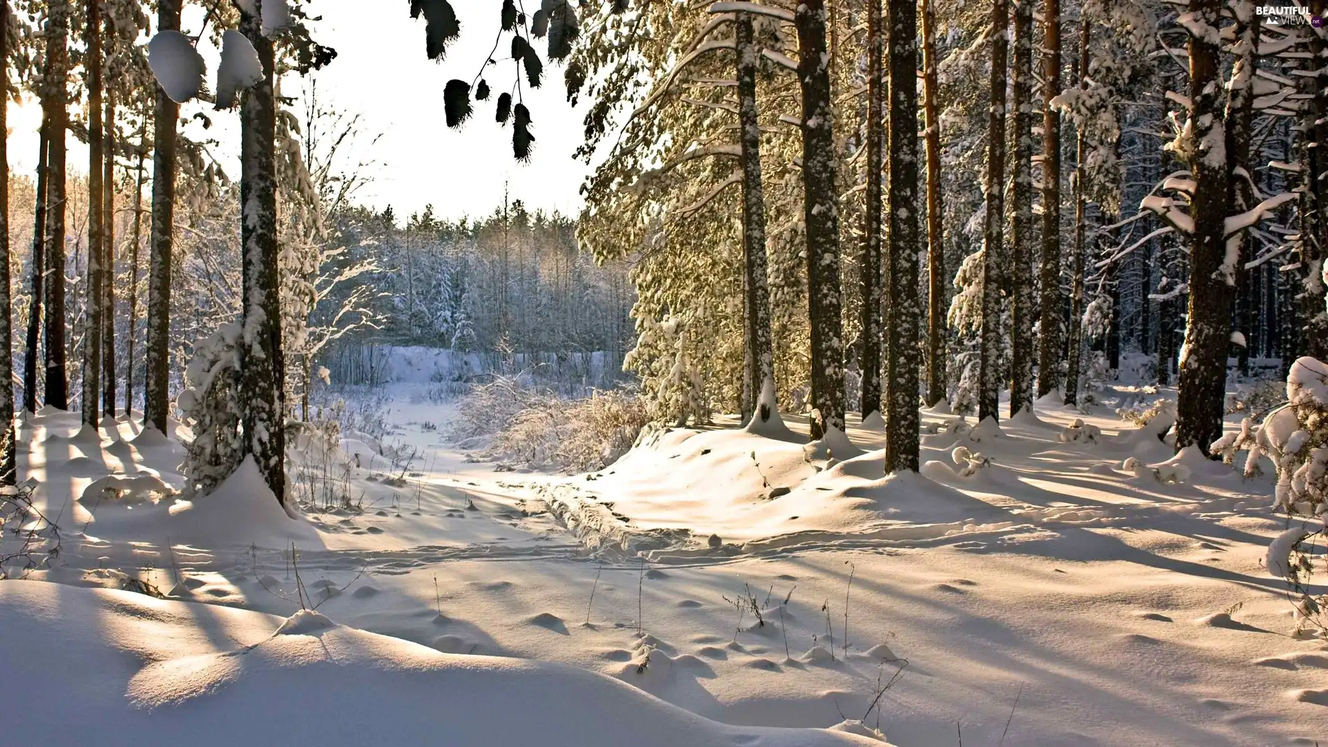 morning, forest, snow