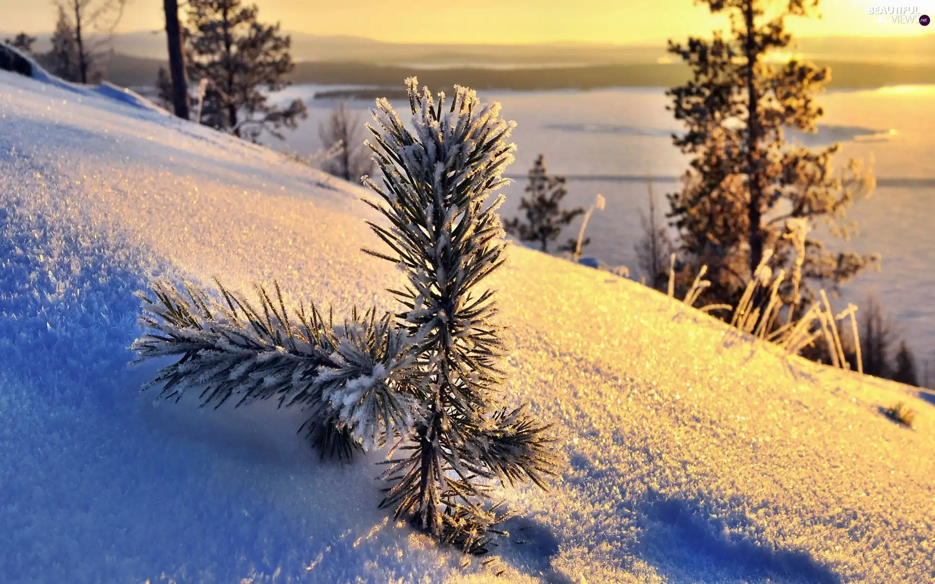 snow, pine, morning, twig